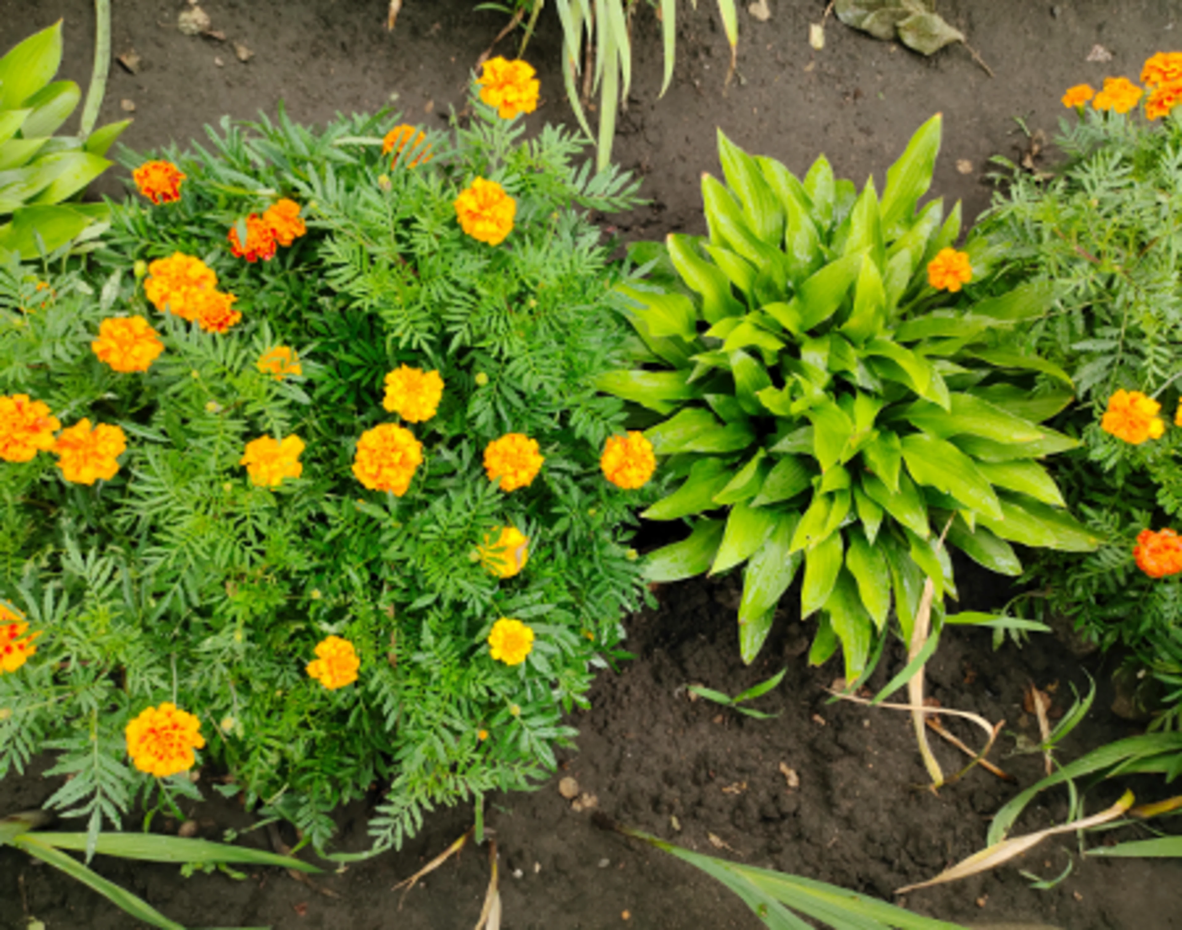 Marigolds as border plant Marigolds are popular border plants as they attract pollinators and repel pests