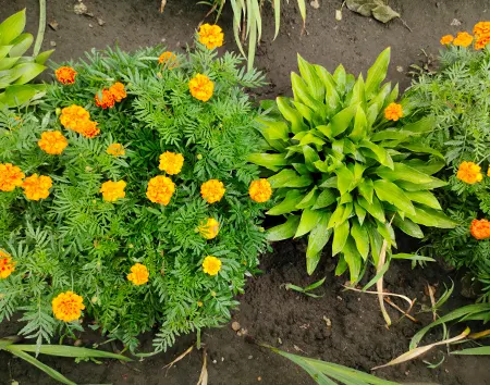 Marigolds are popular border plants as they attract pollinators and repel pests