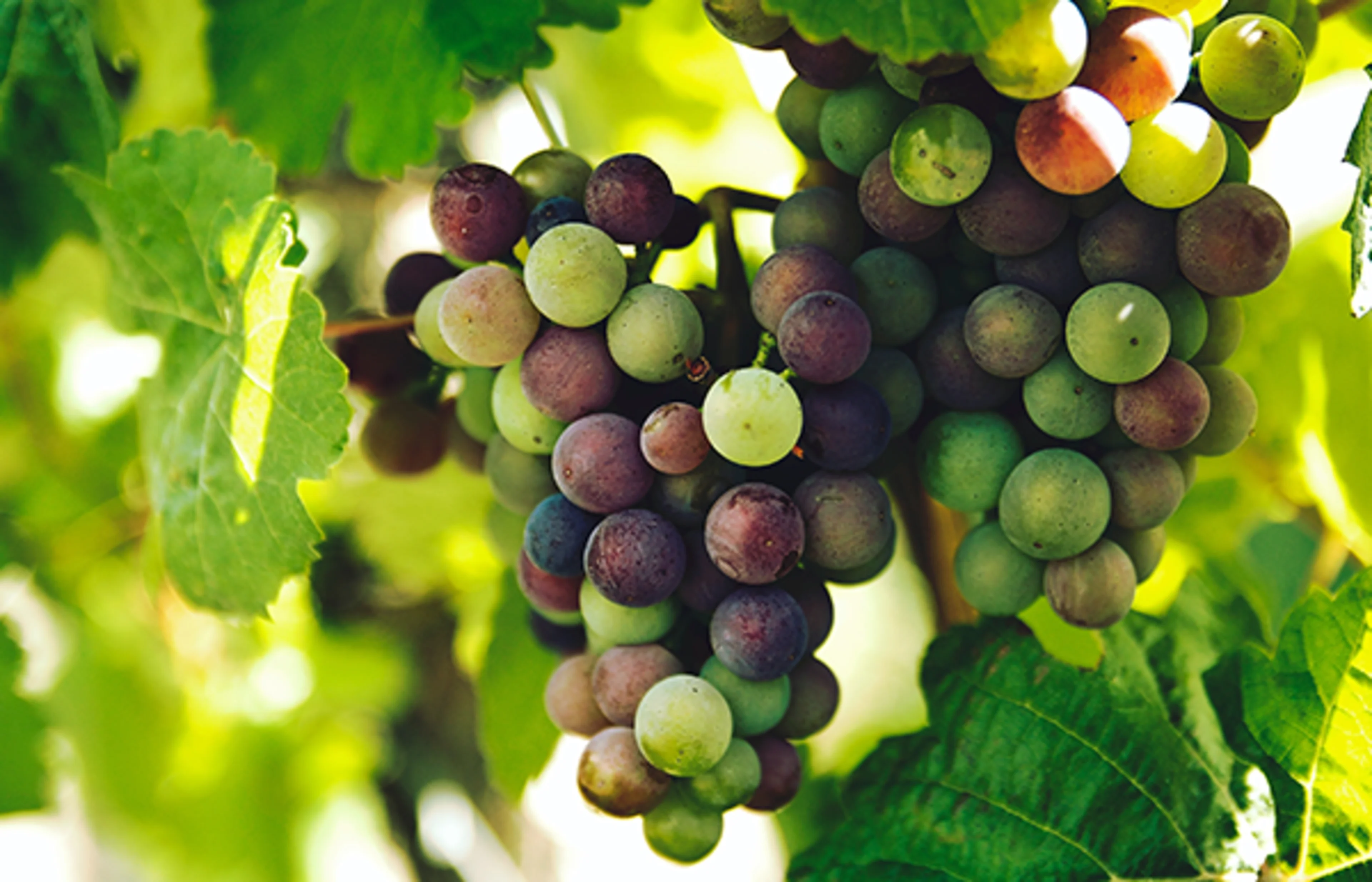 Anthocyanins give grapes their dark red color veraison - unsplash