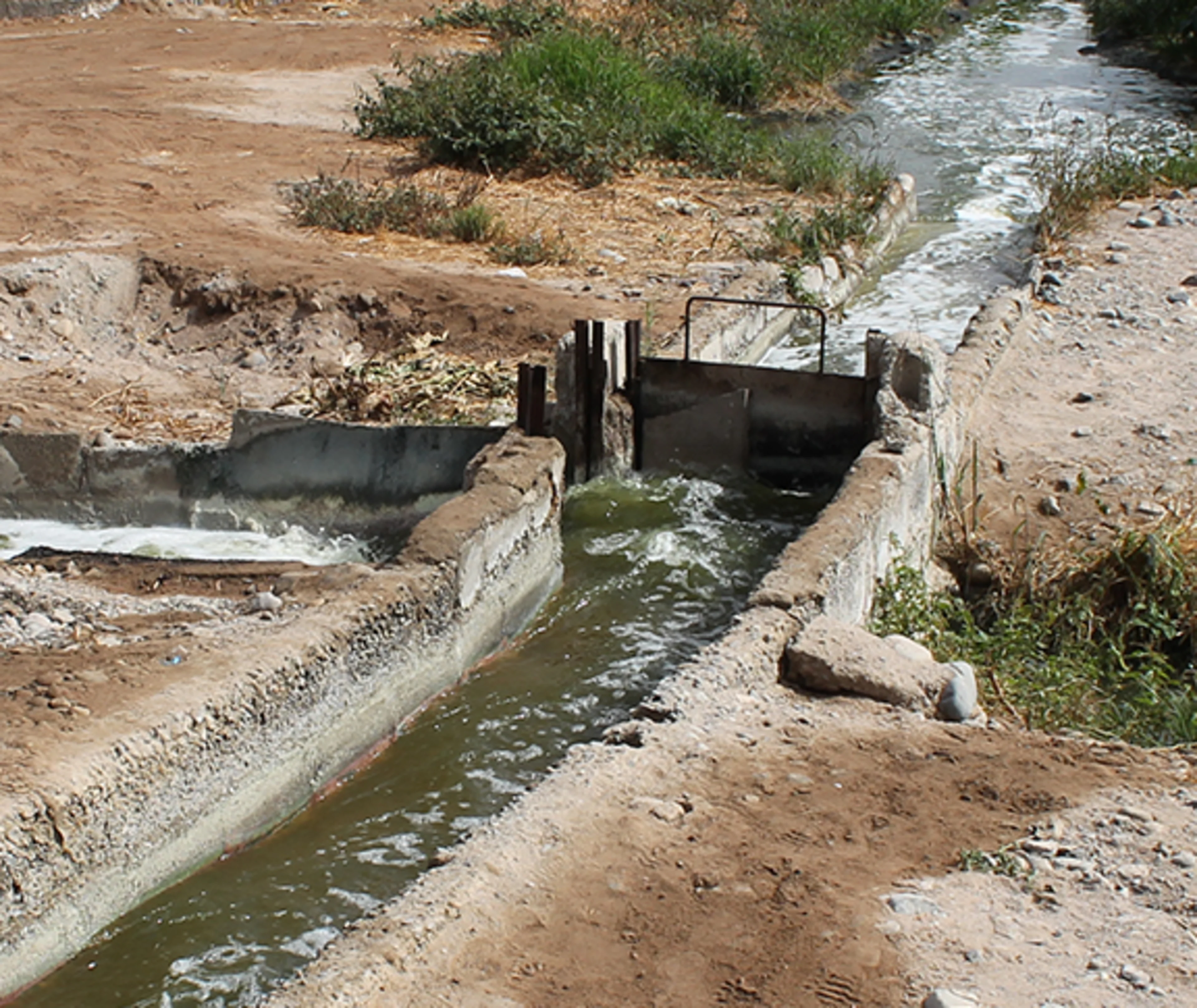 Irrigation in cochineal production Flood irrigation is the most-used practice in cochineal production