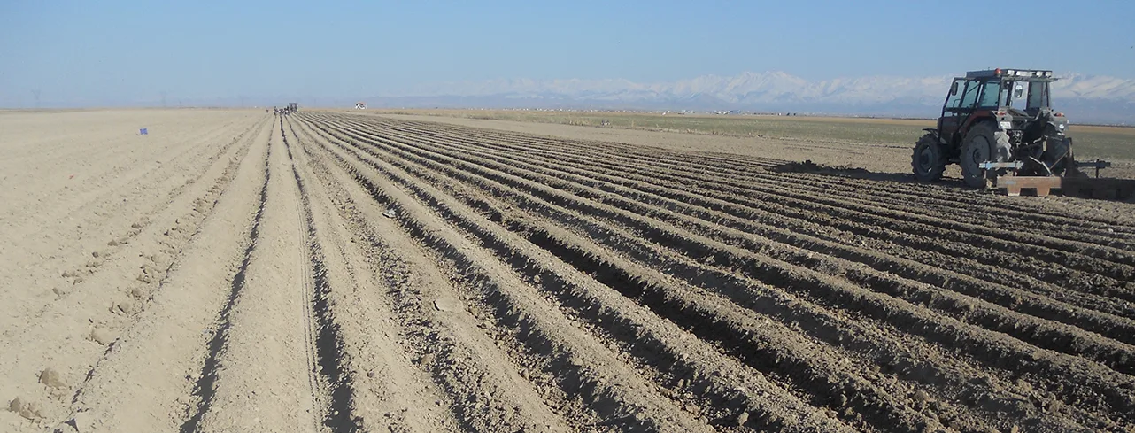 Planting black carrots, Turkey