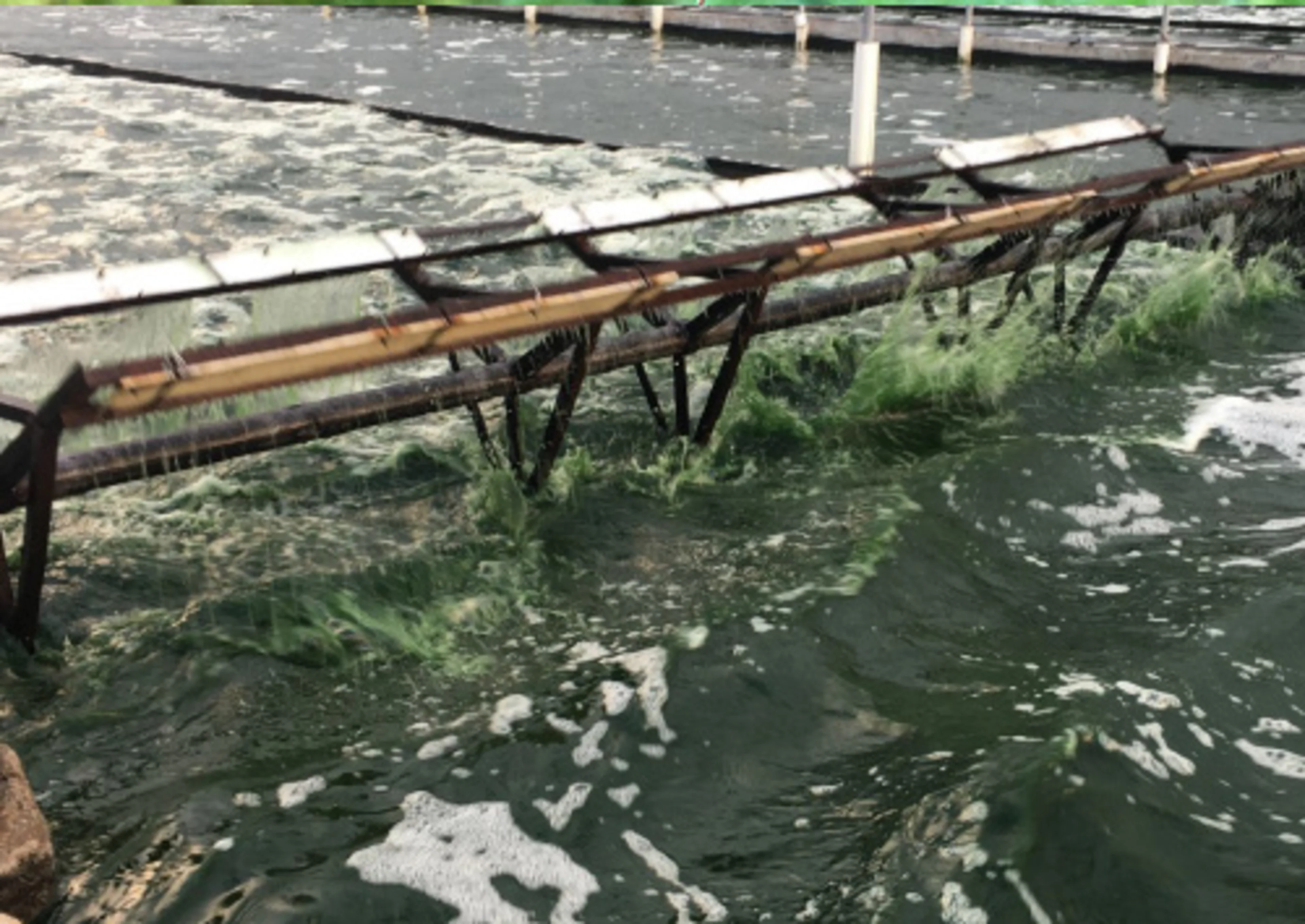 Spirulina needs sunlight to grow
