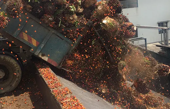 Palm fruit harvest