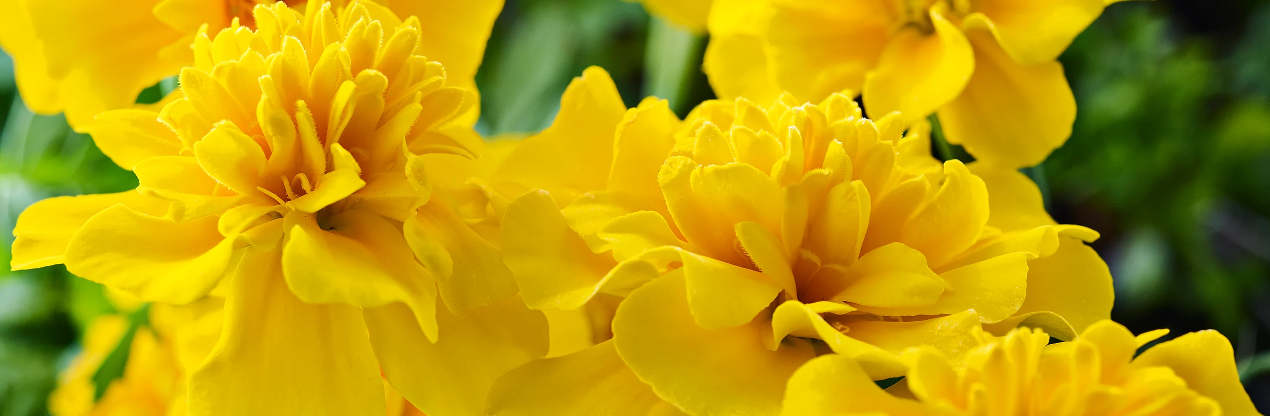 Marigolds are a good source of lutein.