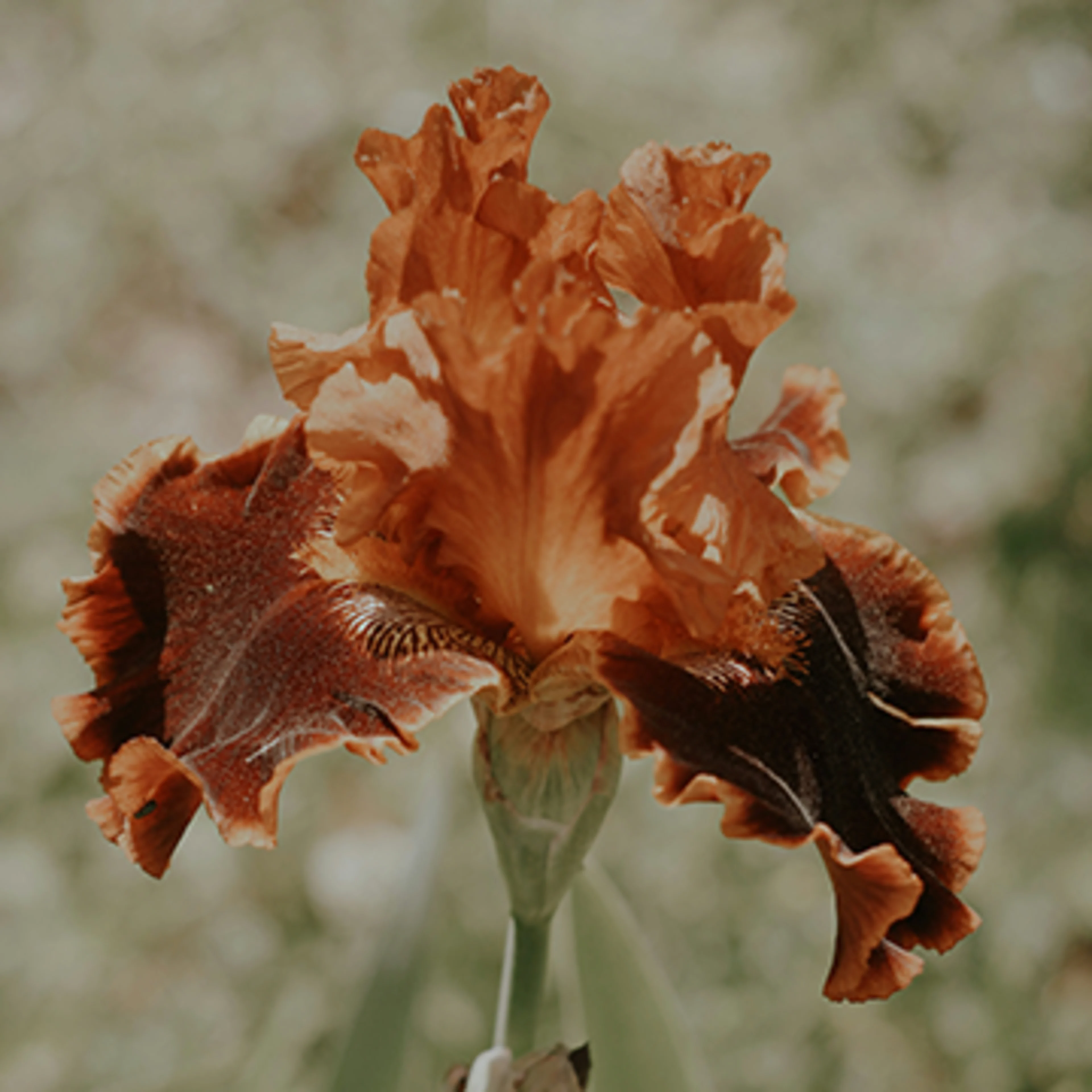 Brown plant kingdom iris