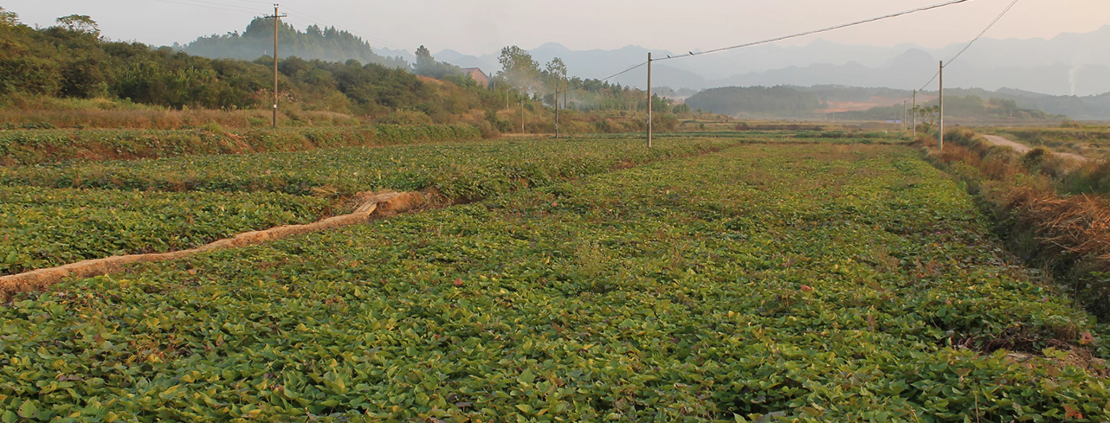 Field of purple sweet potato for natural food colors