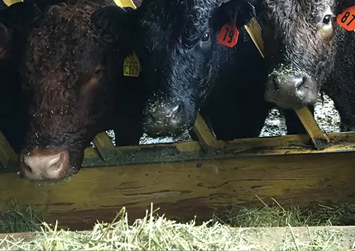 Alfalfa is mainly used as a high value feed for cattle and horses.