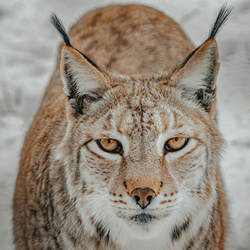 Melanins are responsible for big cat colors