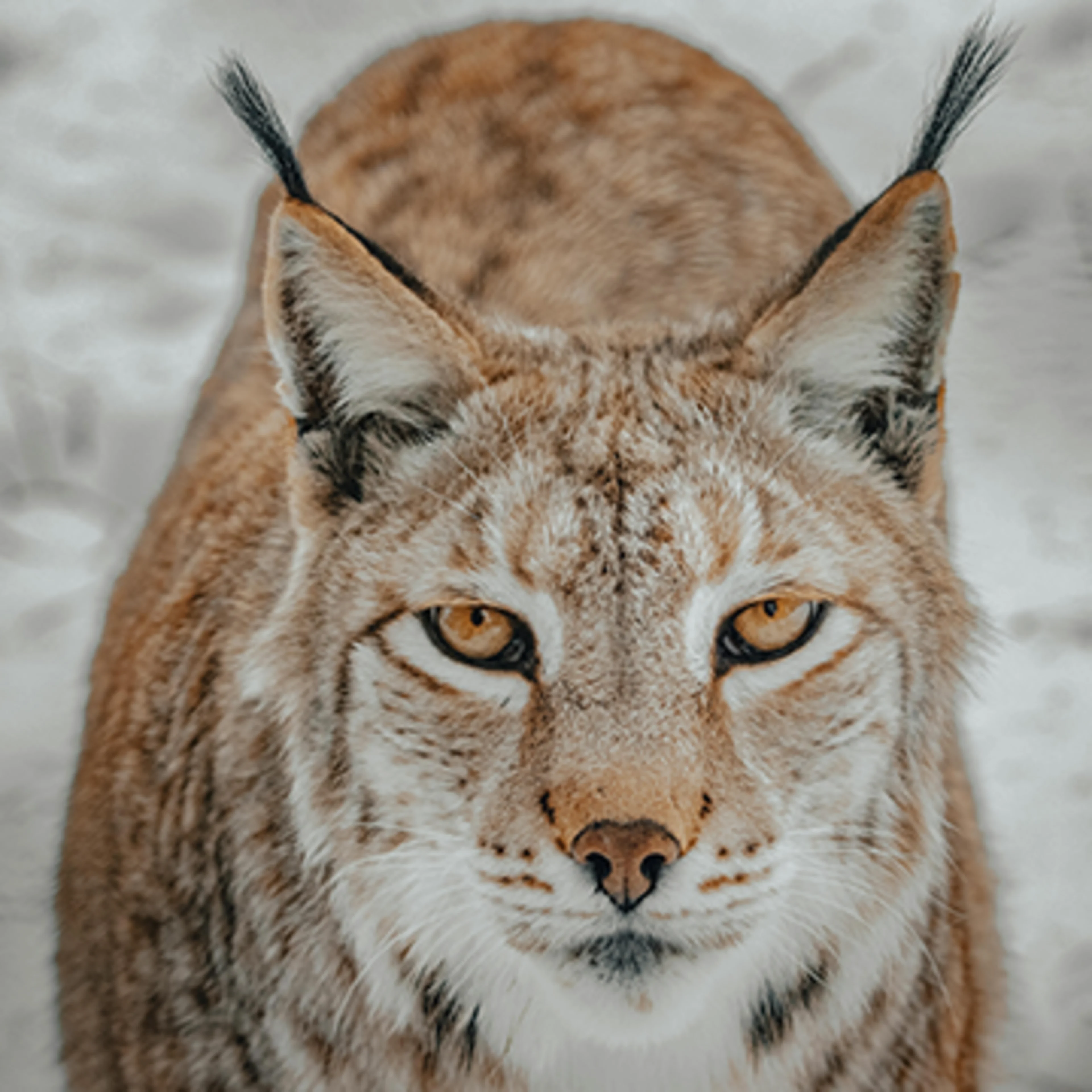 Linx Melanins are responsible for big cat colors