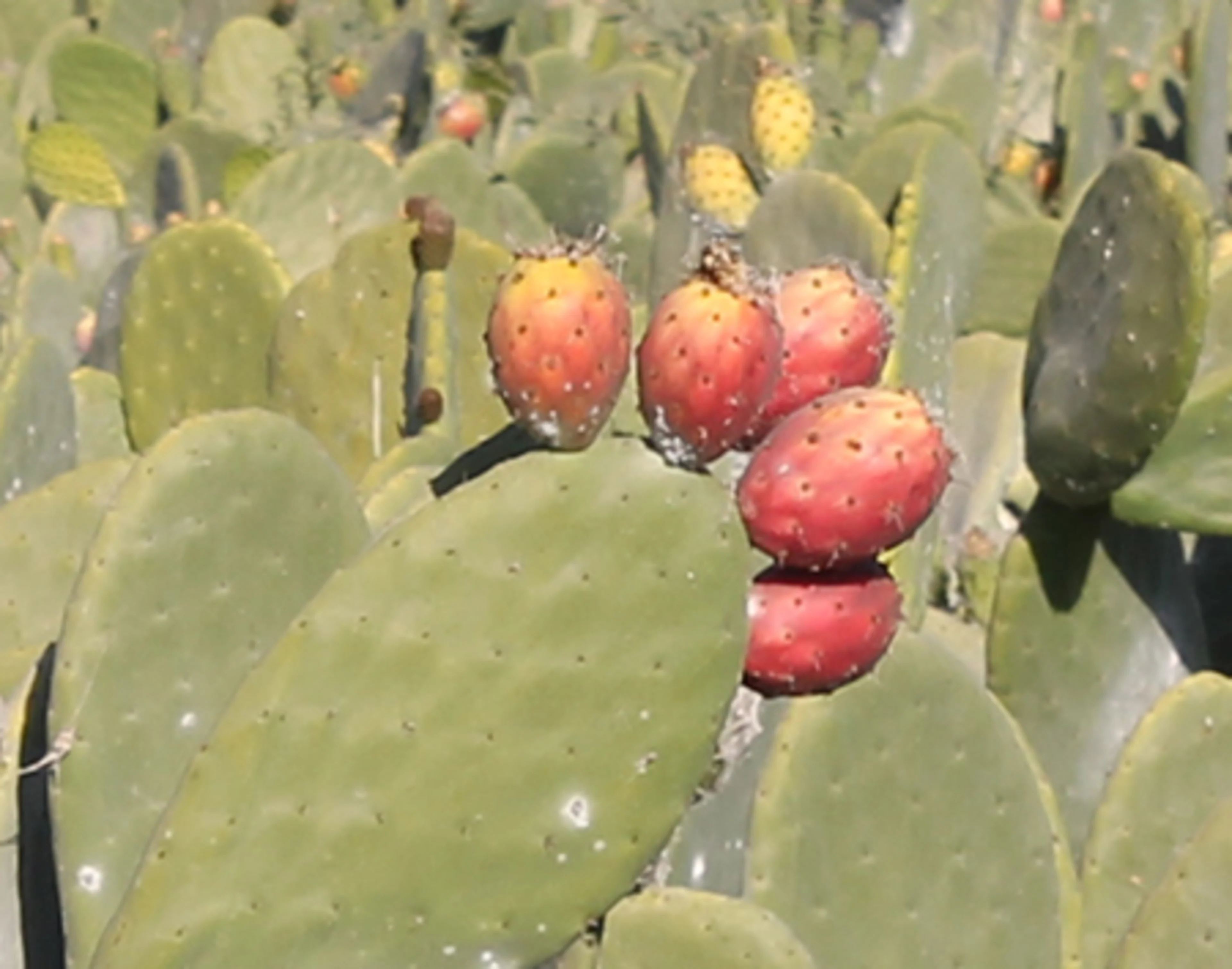 Prickly pear cactus