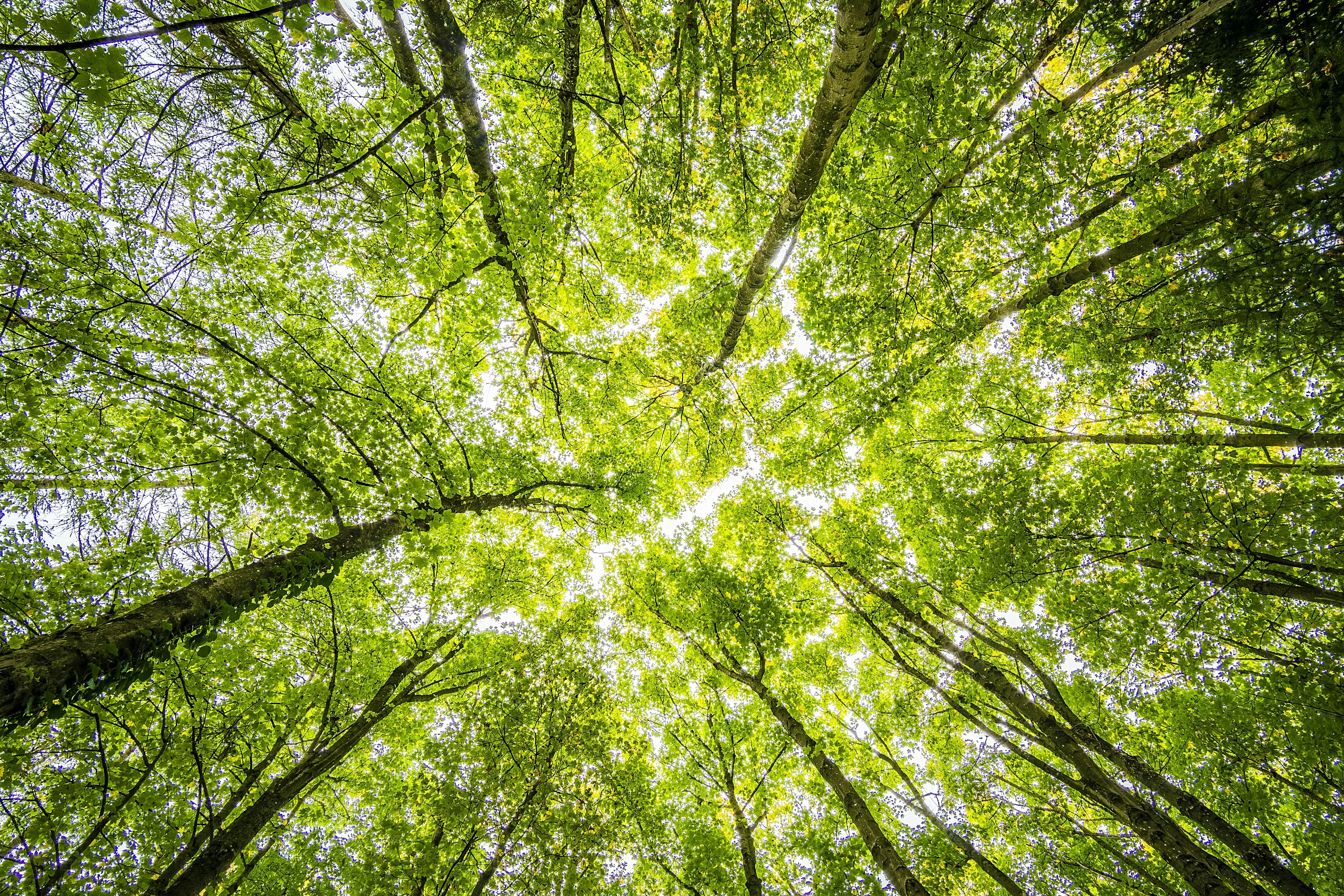 green forest