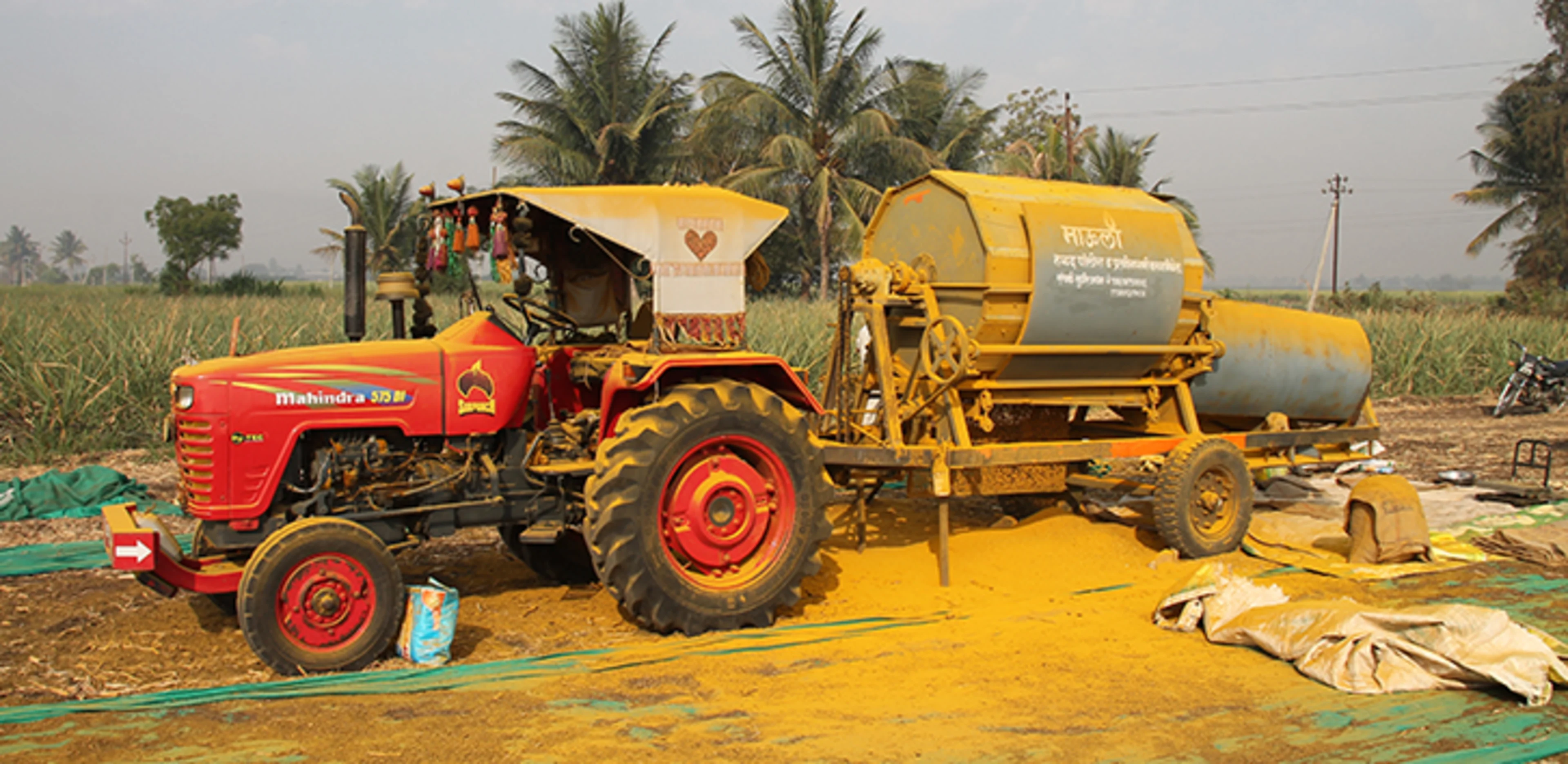 Harvest of turmeric for natural food colors