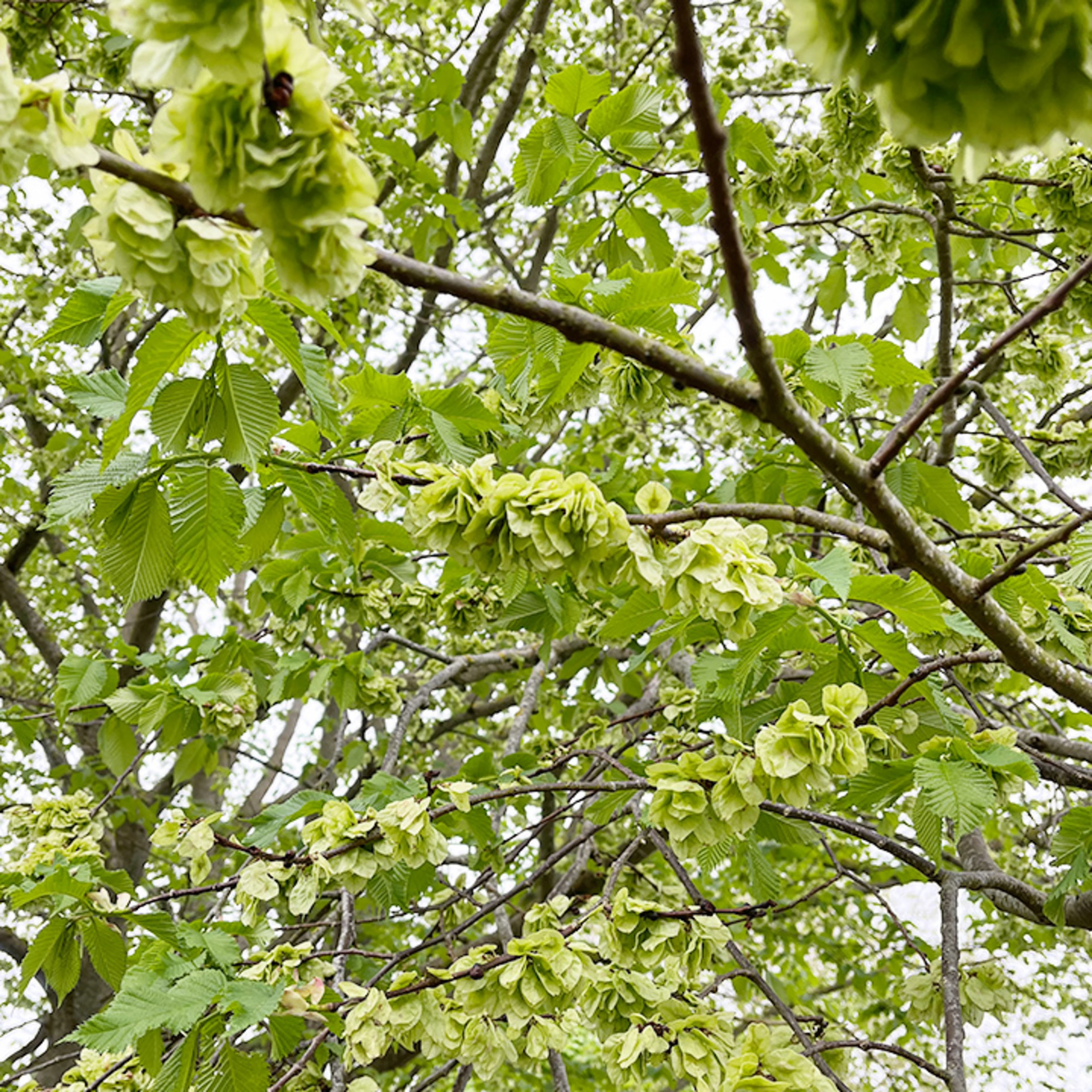 Oterra green flowers Many plants produce green flowers.