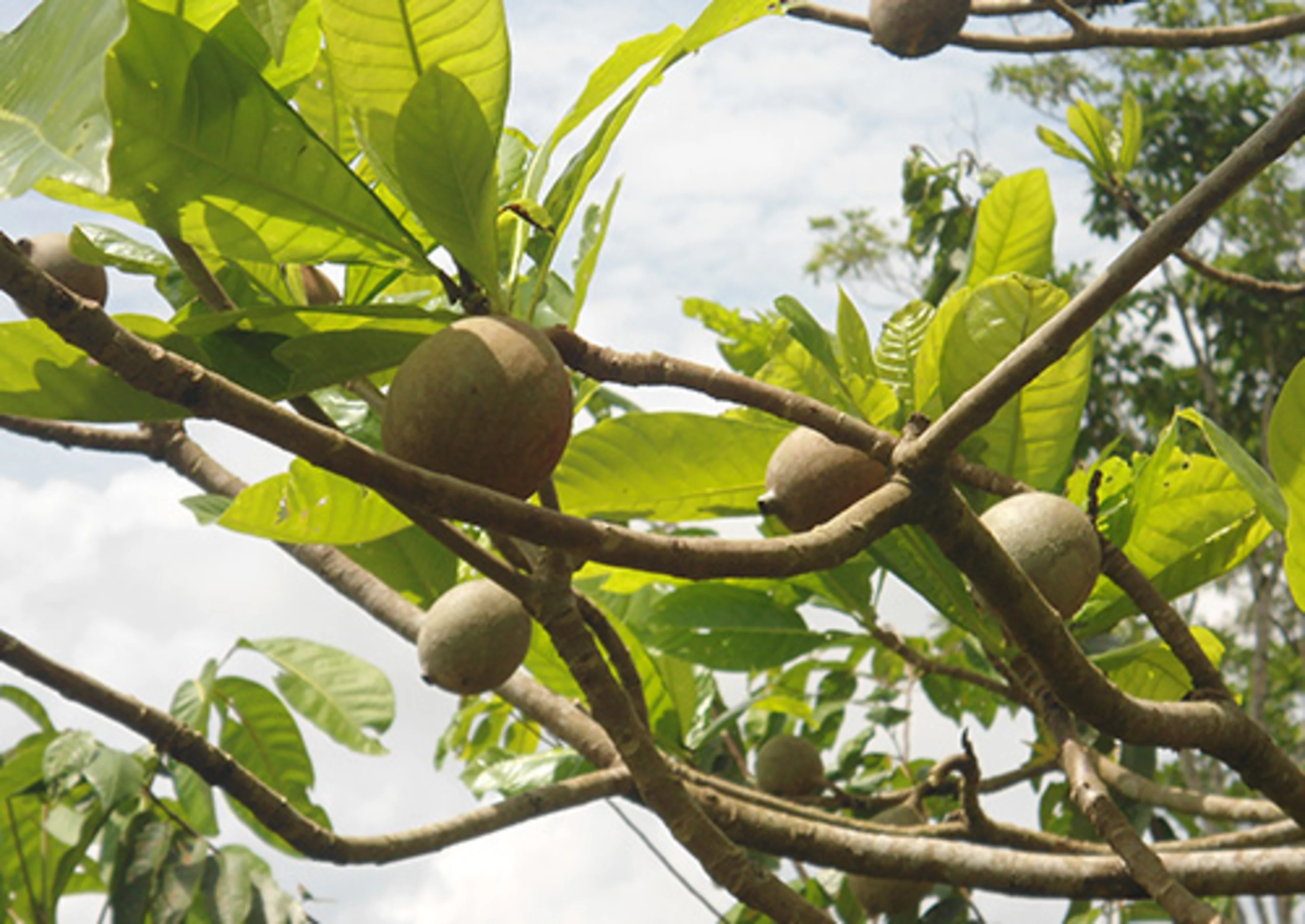 Huito fruit, also called jagua fruit