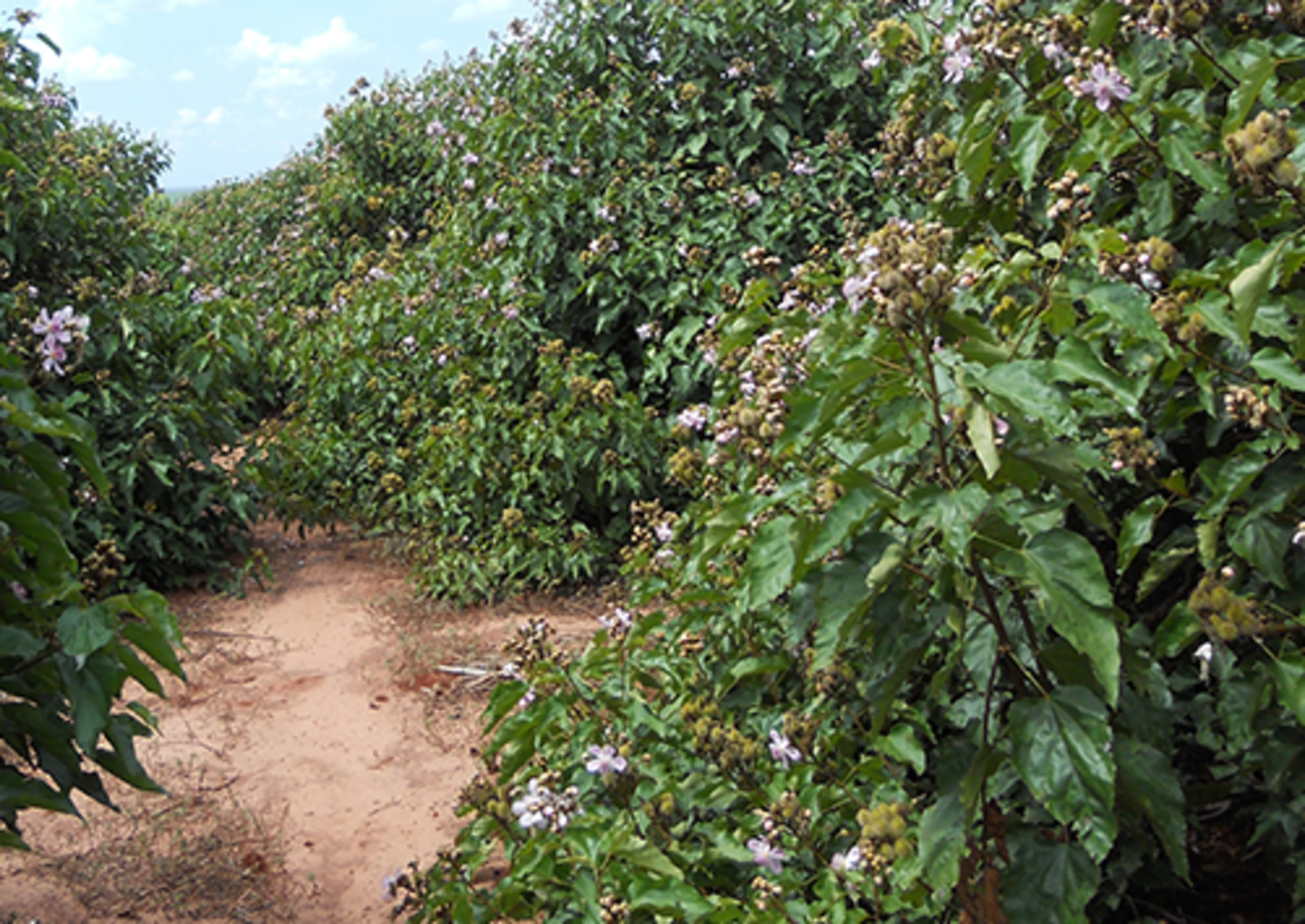 Annatto bushes in Brazil Annatto plantation in Brazil