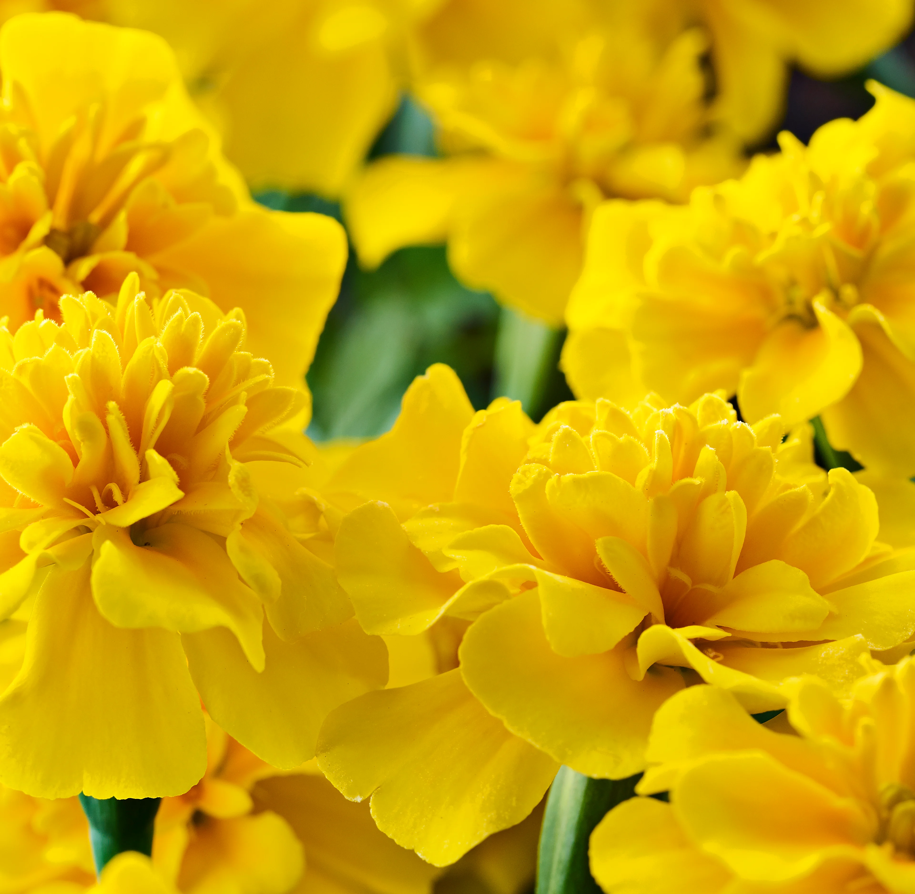 02-HERO-ARCH Oterra-raw-marigolds-yellow-alt-wp-0419