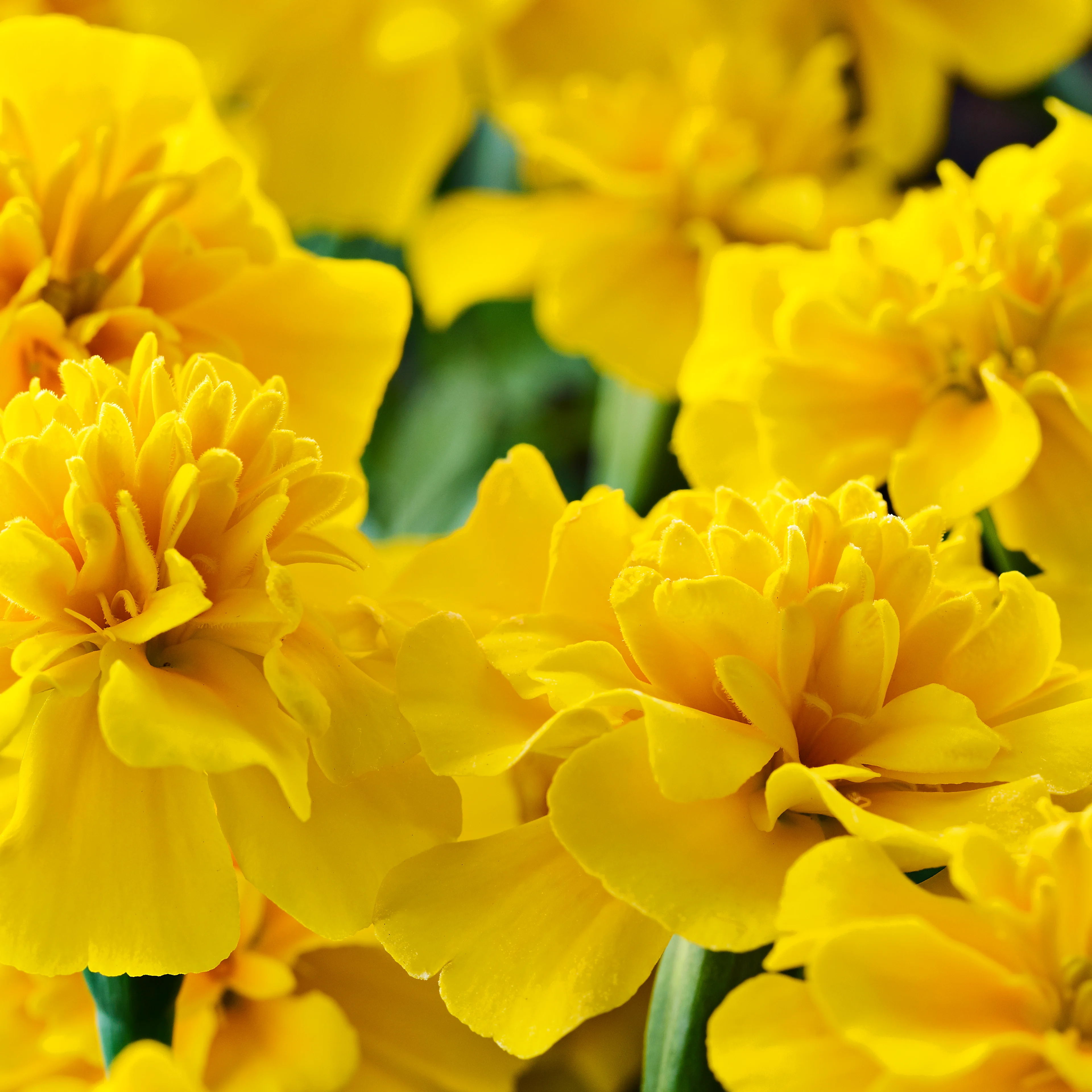 02-HERO-ARCH Oterra-raw-marigolds-yellow-alt-wp-0419
