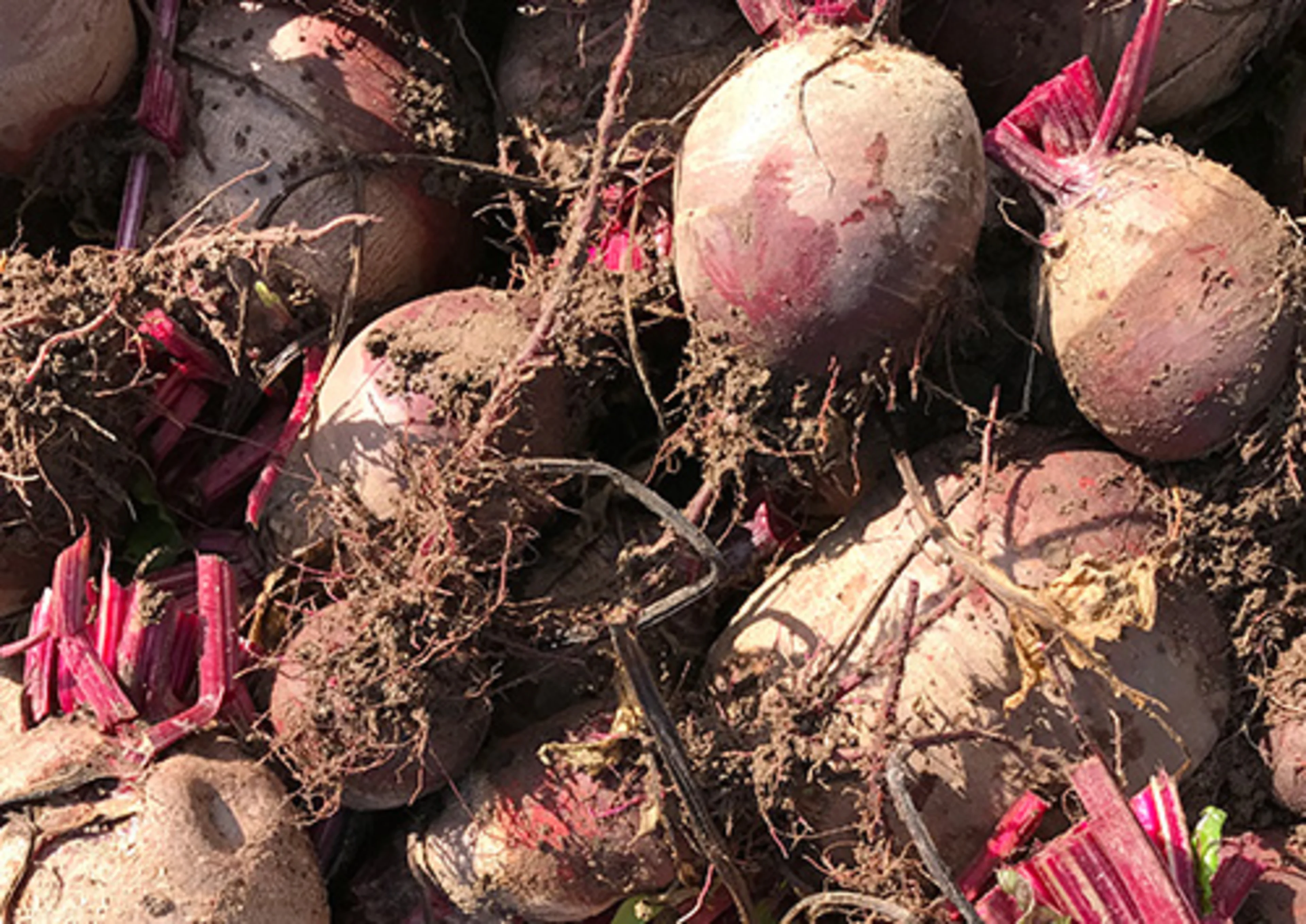 Red beets freshly harvested Red beets freshly harvested