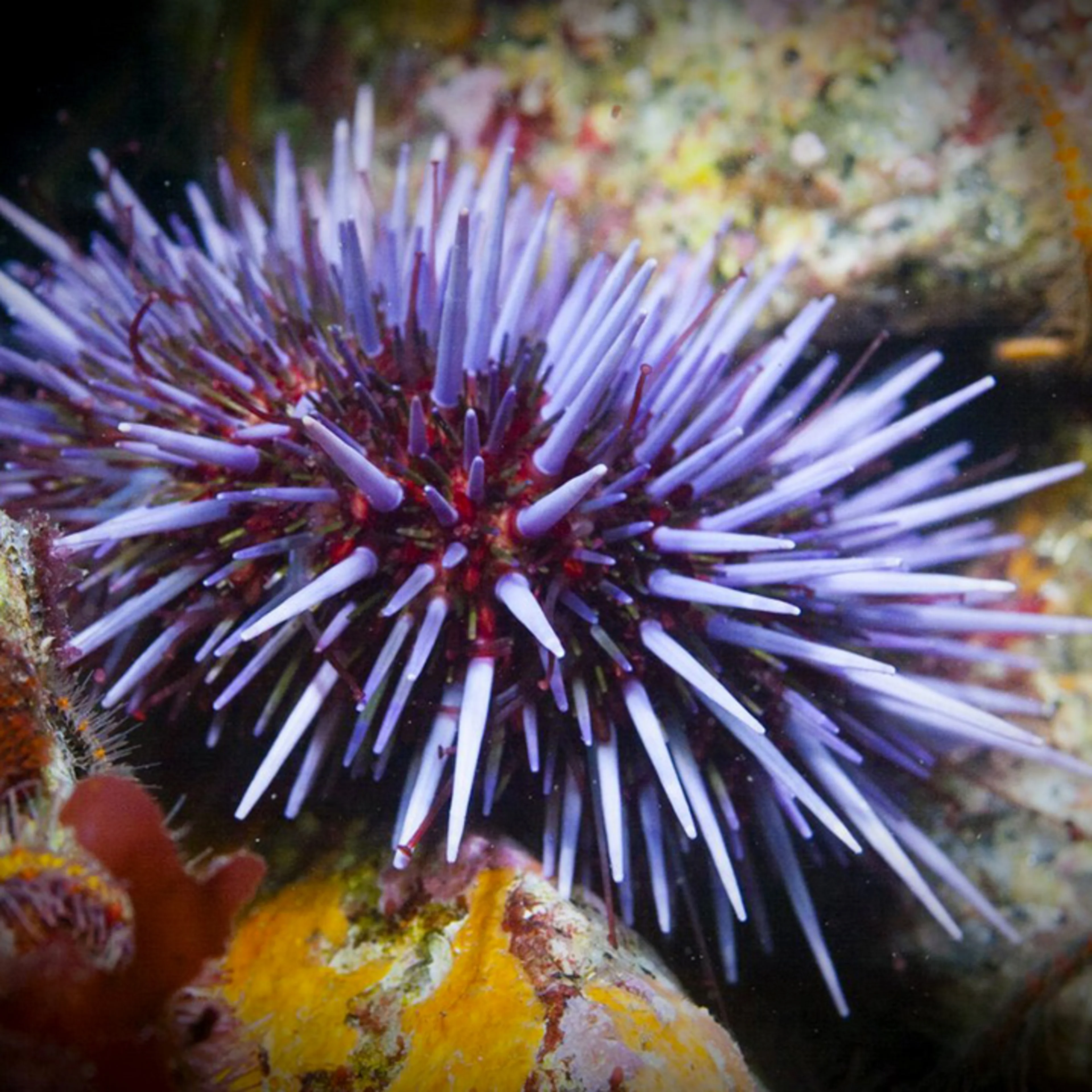 Purple sea urchin Compliments of Wikimedia Commons