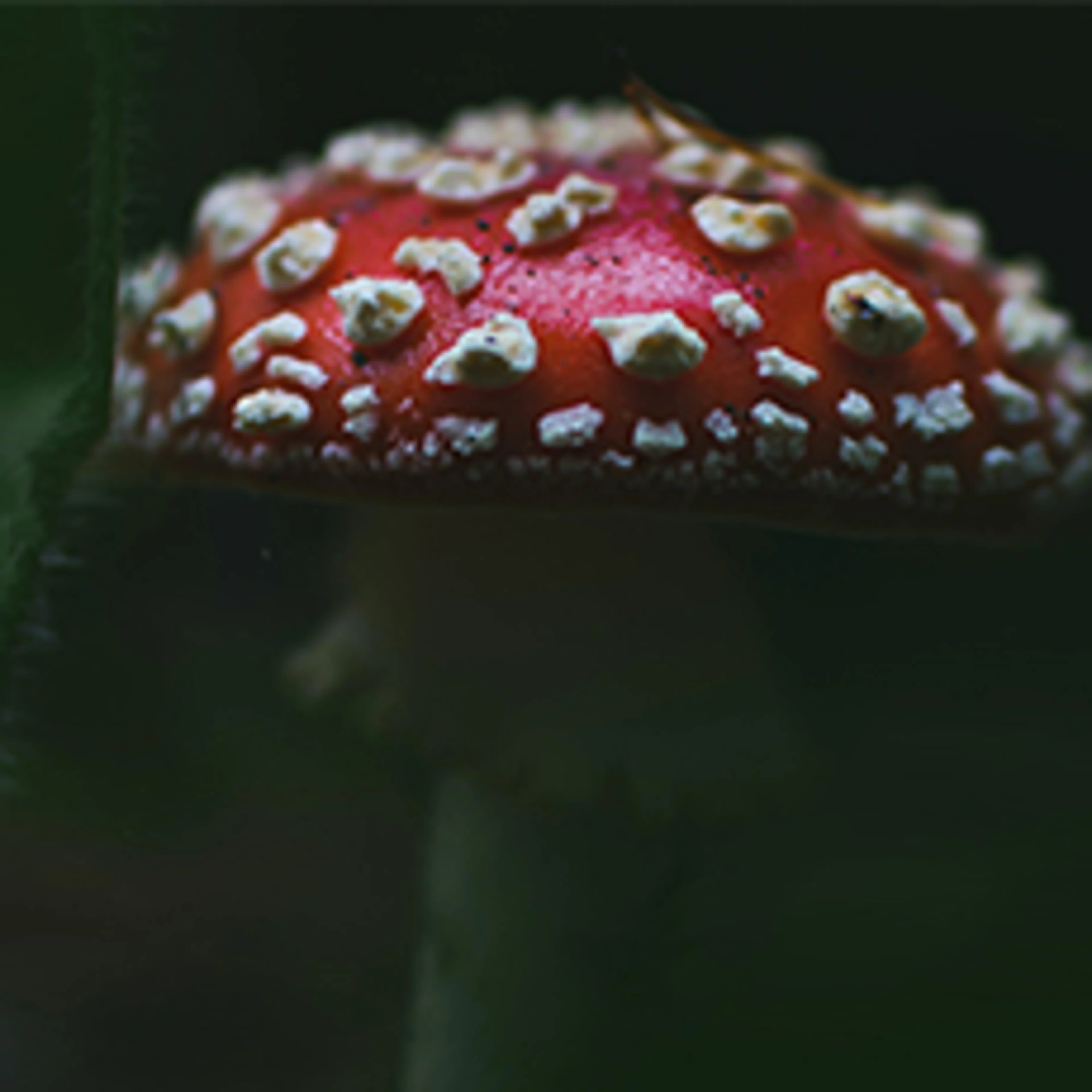 red fungus 564x230