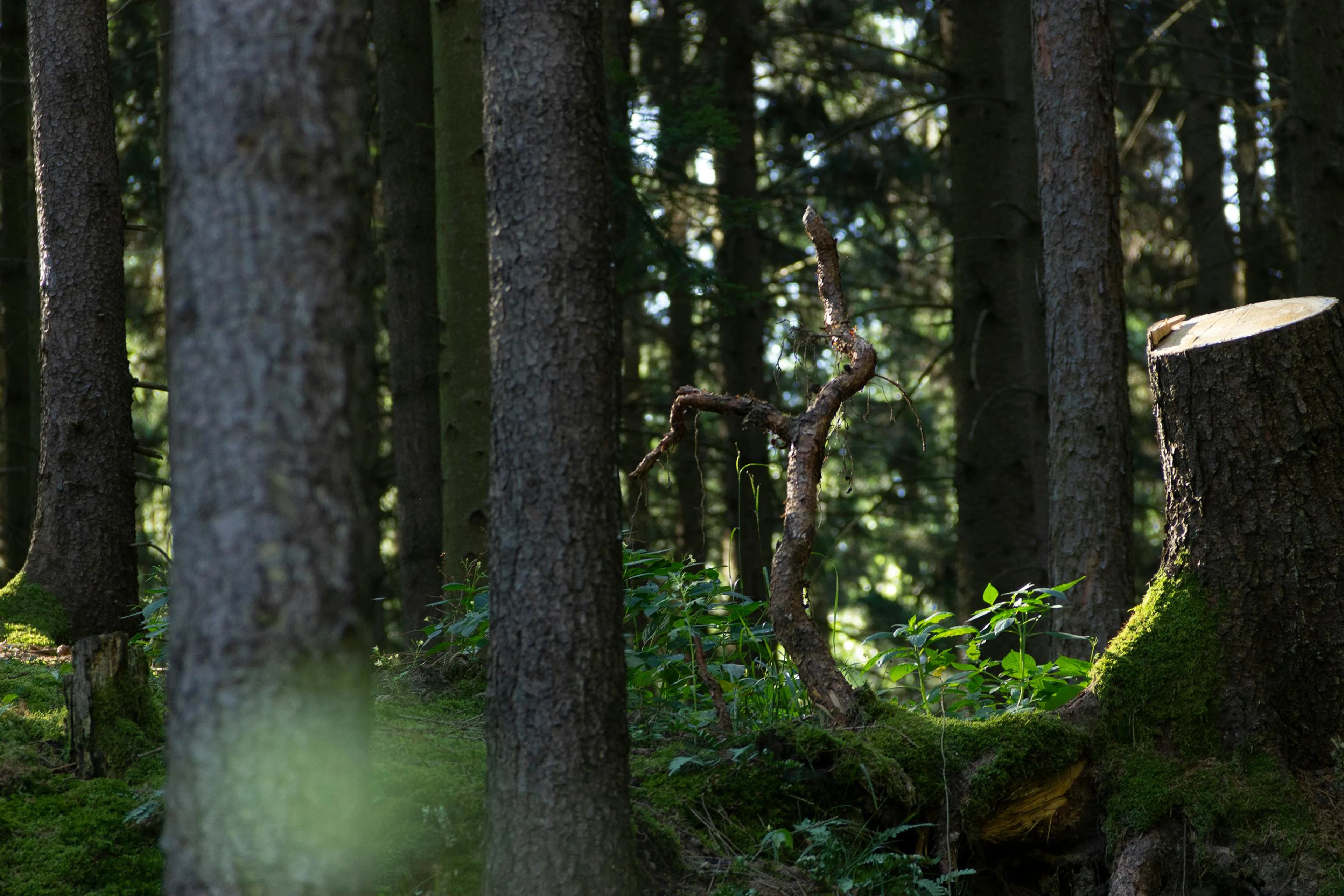 pexels-mikael-root-8843-1251063