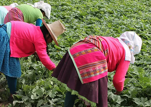 Sweet potatoes are native to South America but grown worldwide.