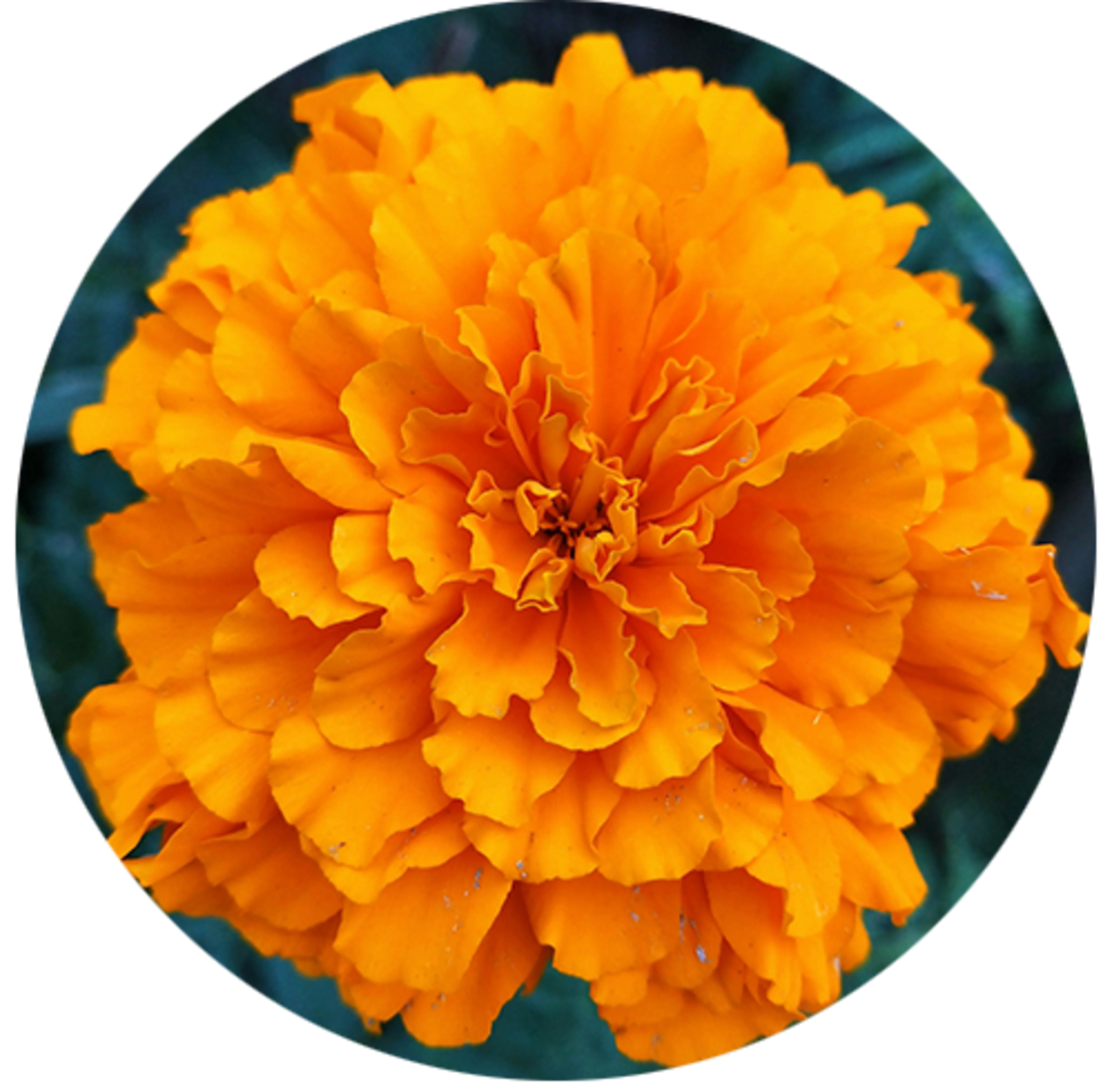 Orange flower