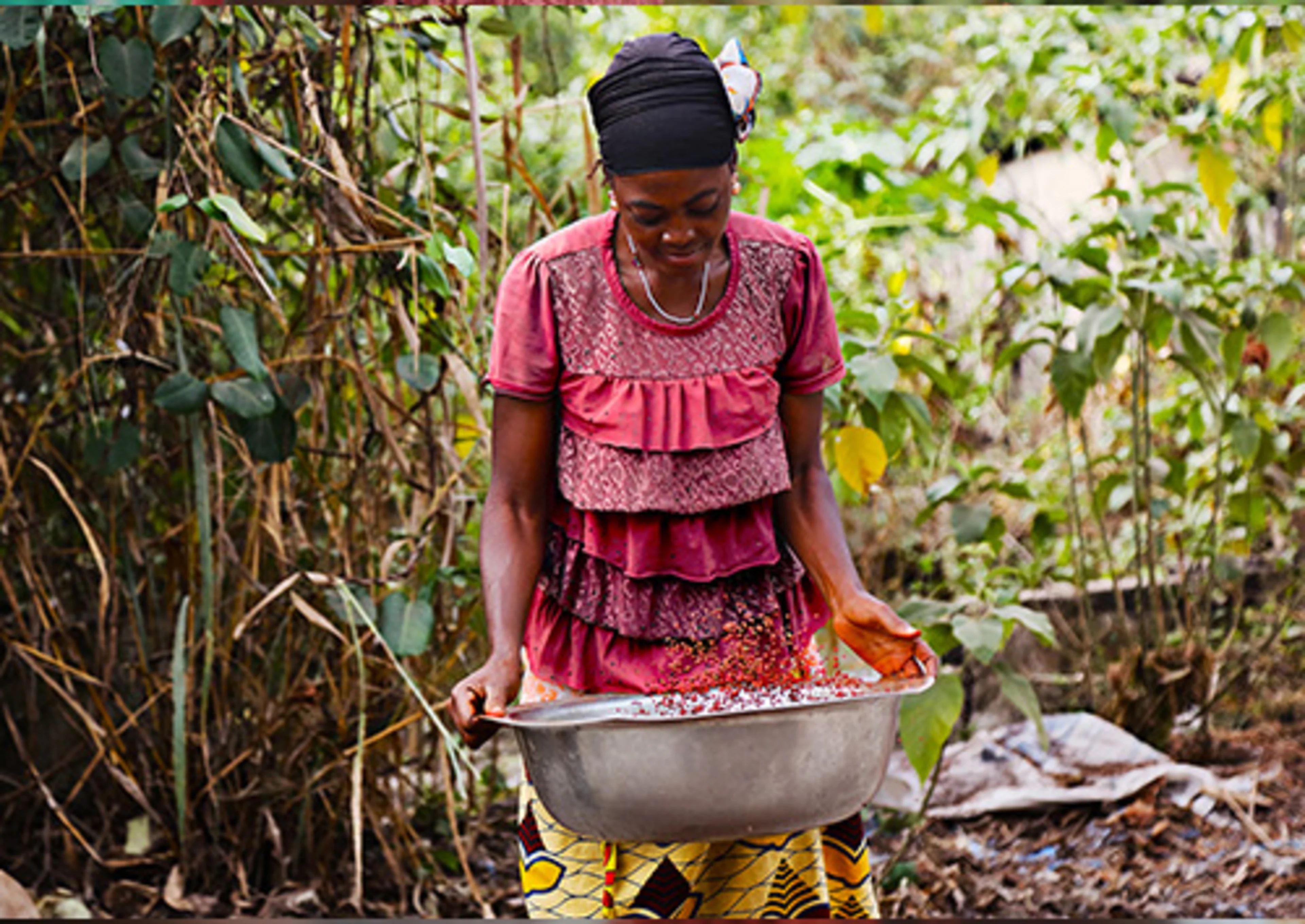 Annatto for natural colors is also grown in Africa Oterra supports development of the annatto industry in east Africa.