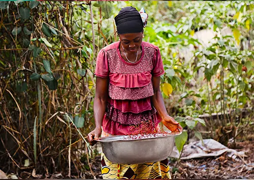 Oterra supports development of the annatto industry in east Africa.