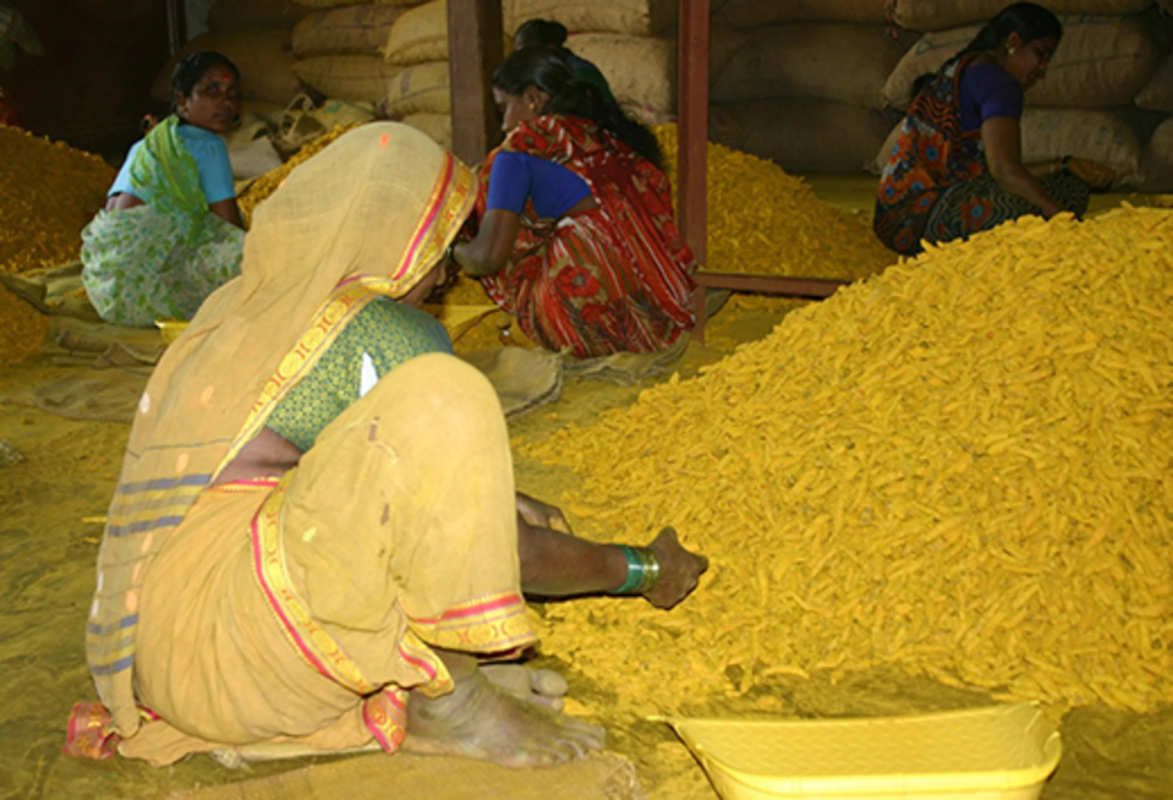 Woman sorting turmeric