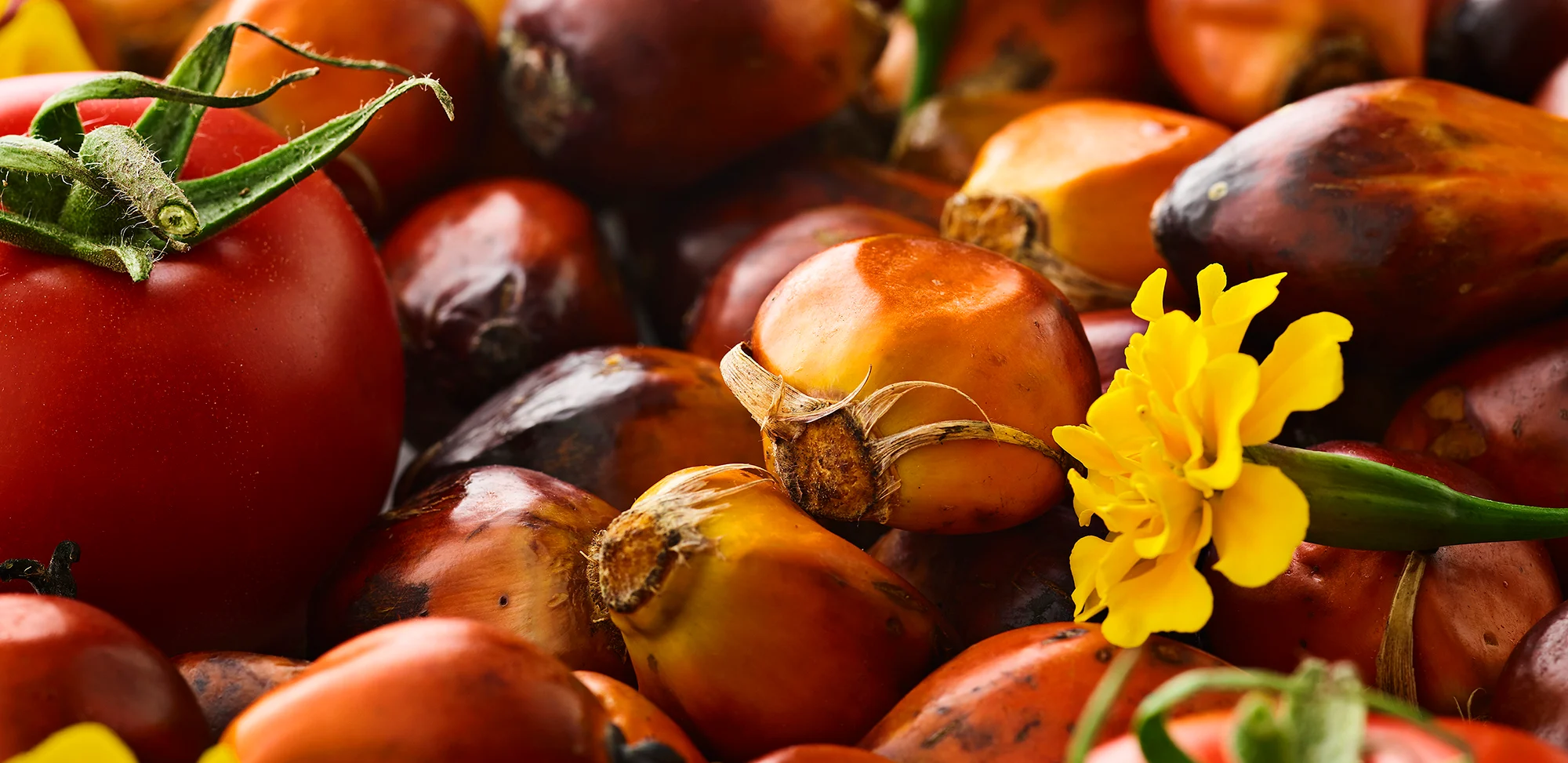 Oterra-raw-marigolds-palm-fruit-tomato-wp-0419
