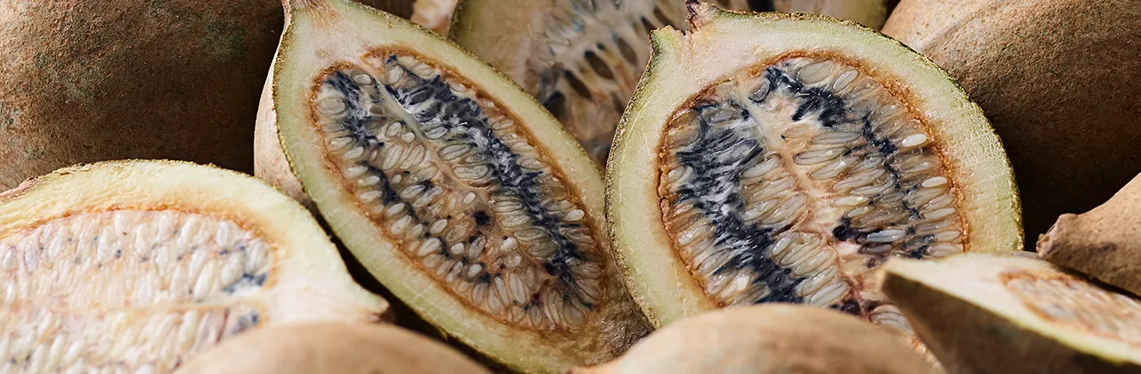 Fruit from huito tree, also called genipap tree Blue natural food color can be made from huito