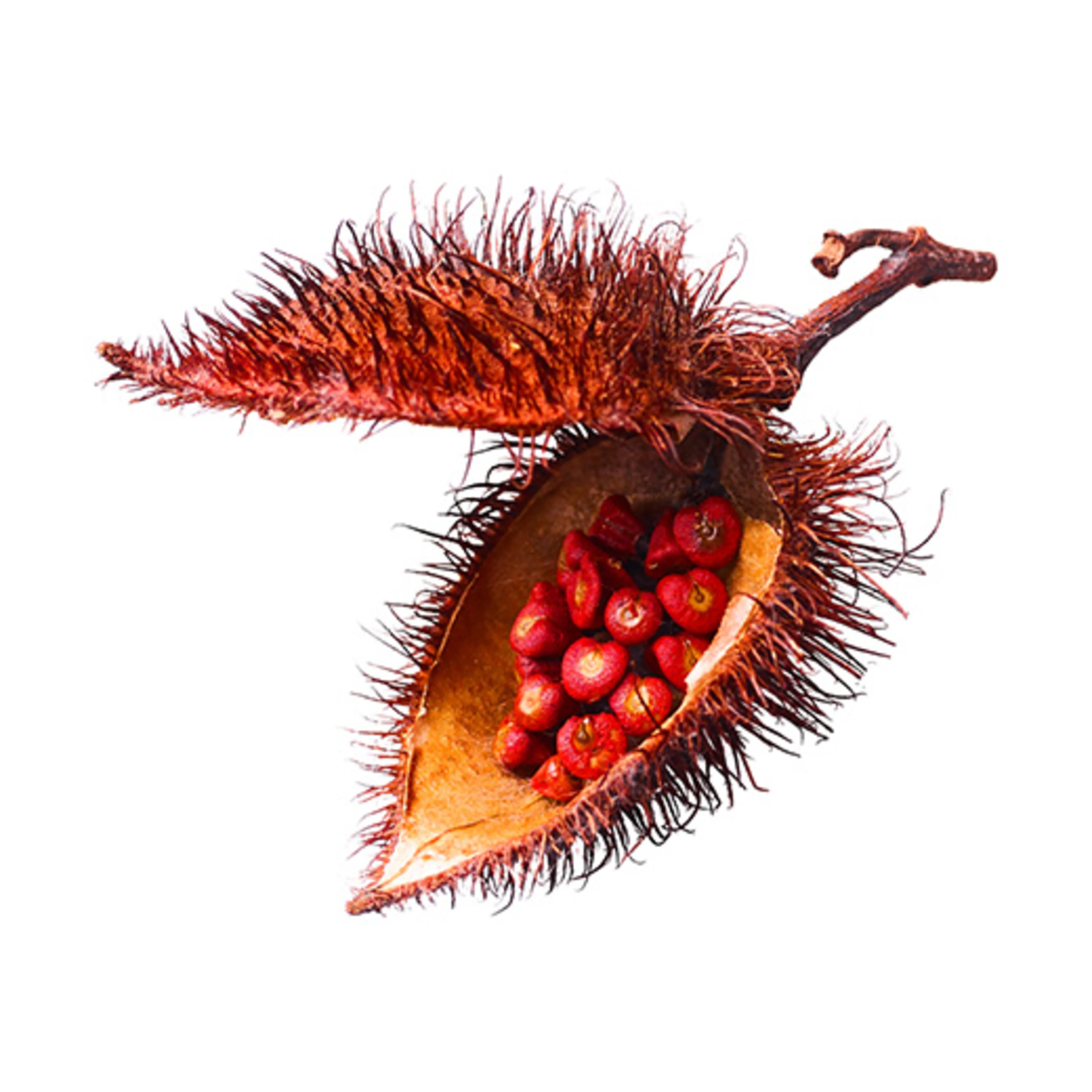 Annatto seed pod Annatto seed pod
