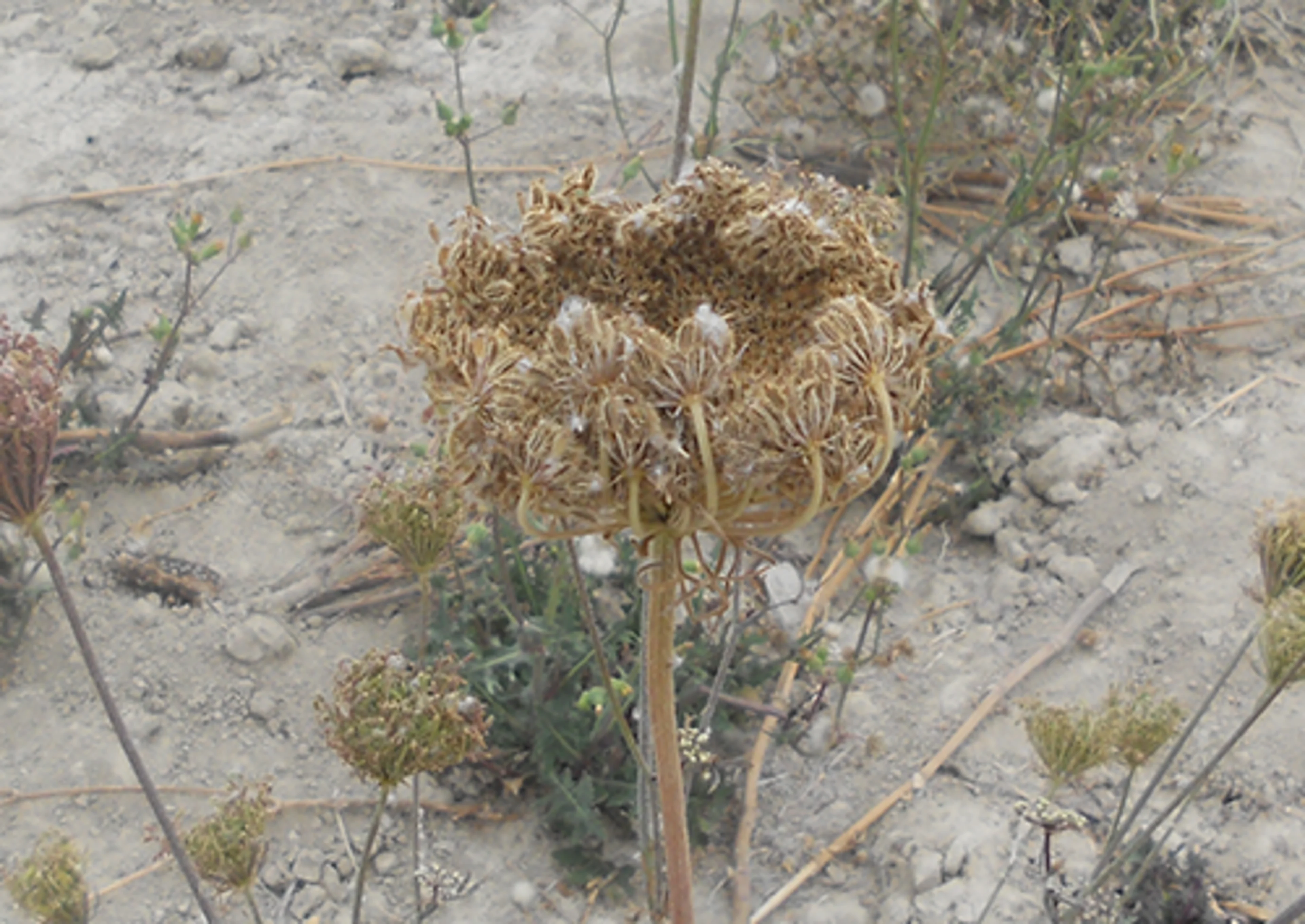 Black carrot seed head