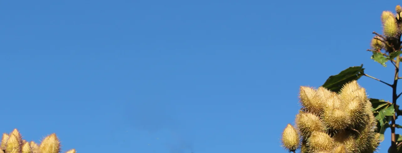 Annatto for natural colors grows on a tall bush Annatto needs a dry season for seed ripening.