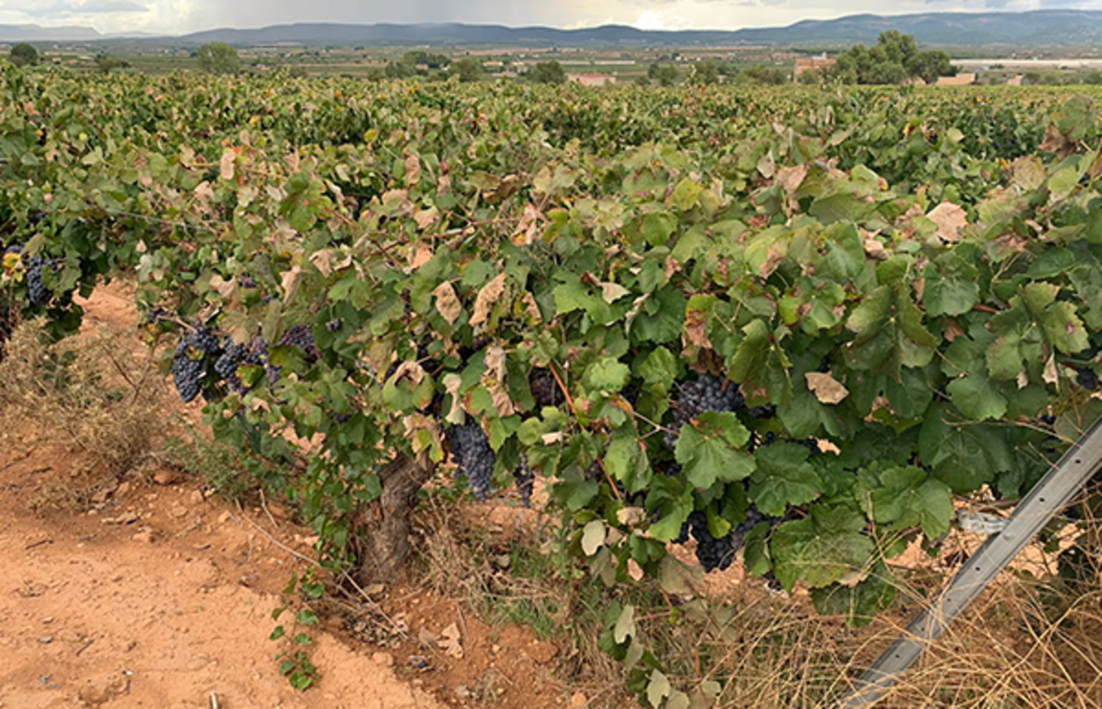 Grapes destined for juice and natural color production