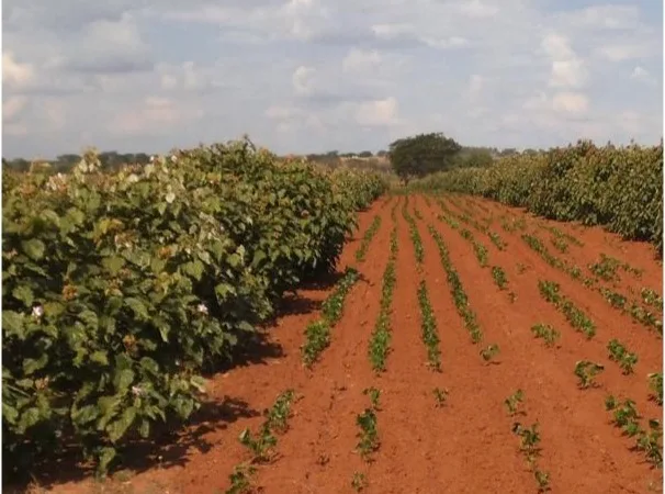 Land utilization in annatto plantation