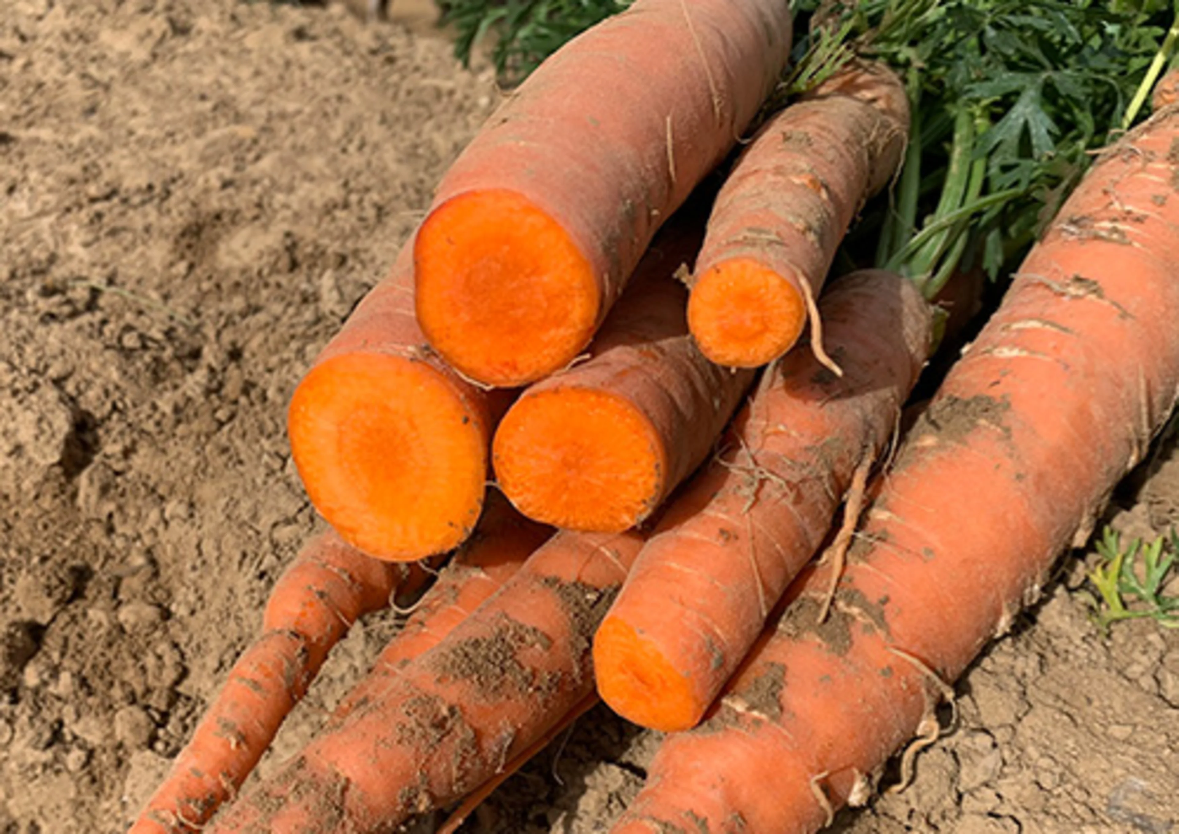 carousel-orange-carrot-for-food-color