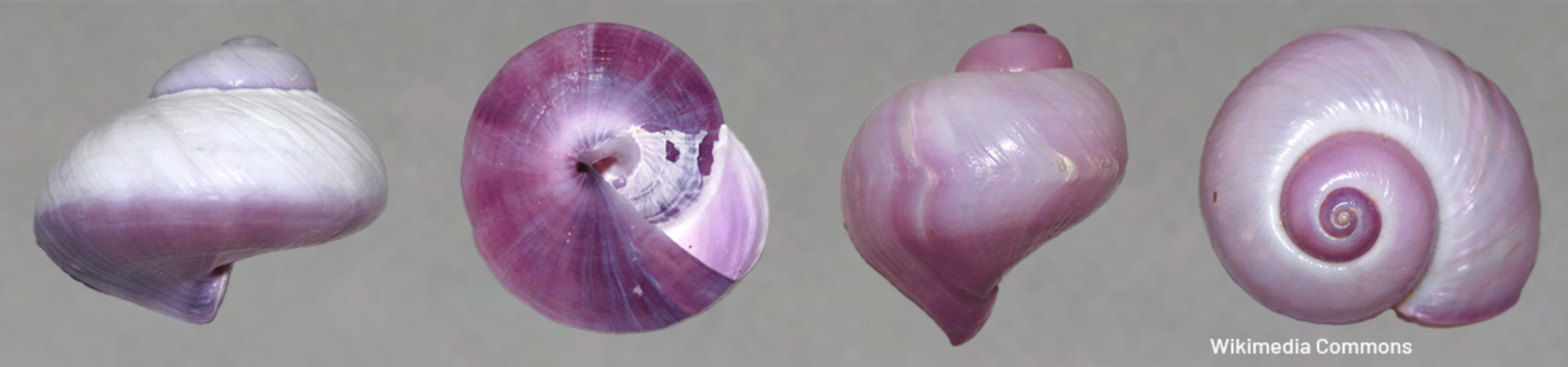 The history of purple pigments and dyes The history of purple pigments and dyes