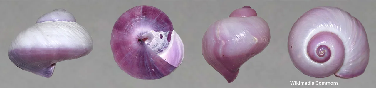The history of purple pigments and dyes