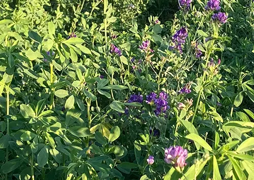 Alfalfa is a good source of chlorophyll