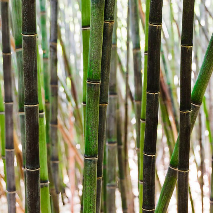 Black bamboo's color comes from melanin.