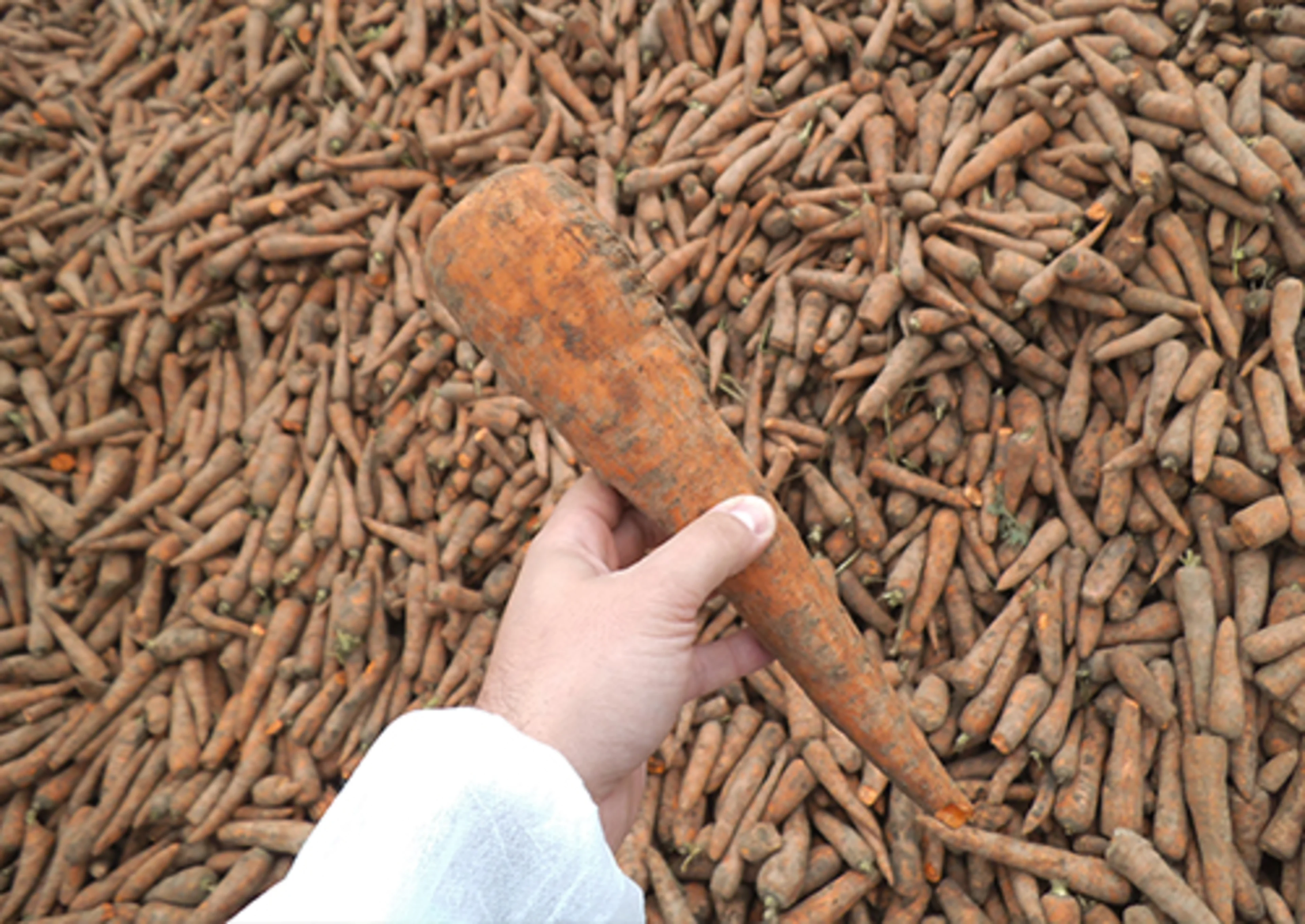 Orange carrots for food color are large