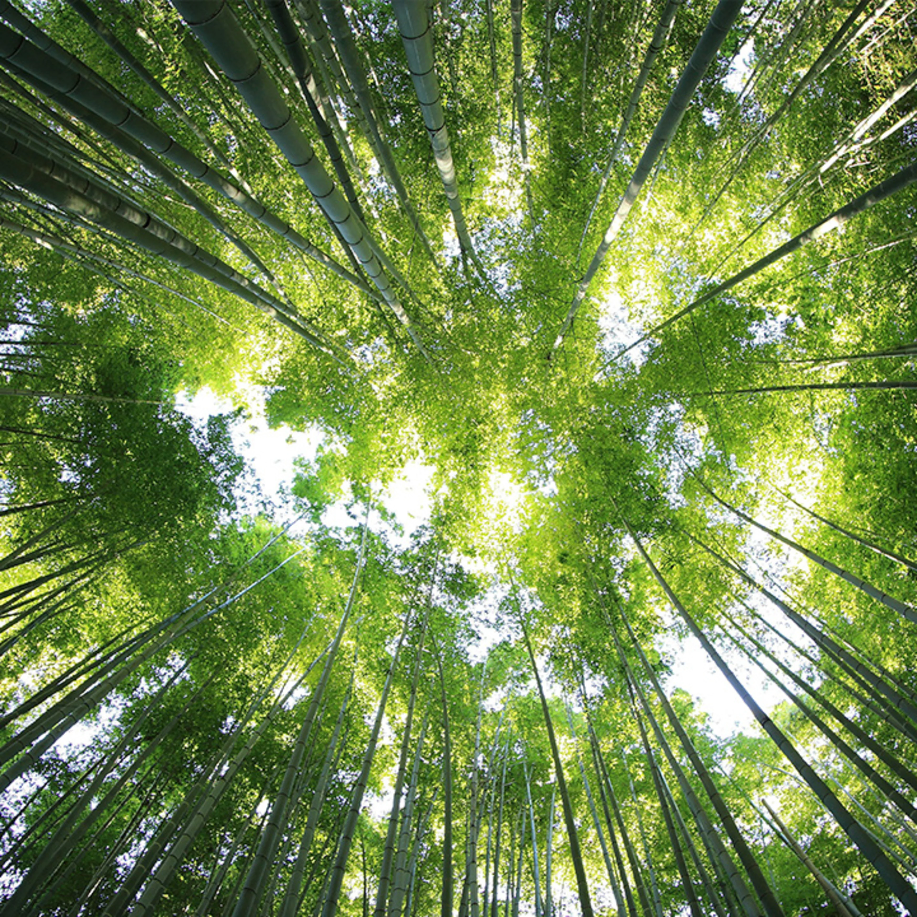 oterra serene green 1