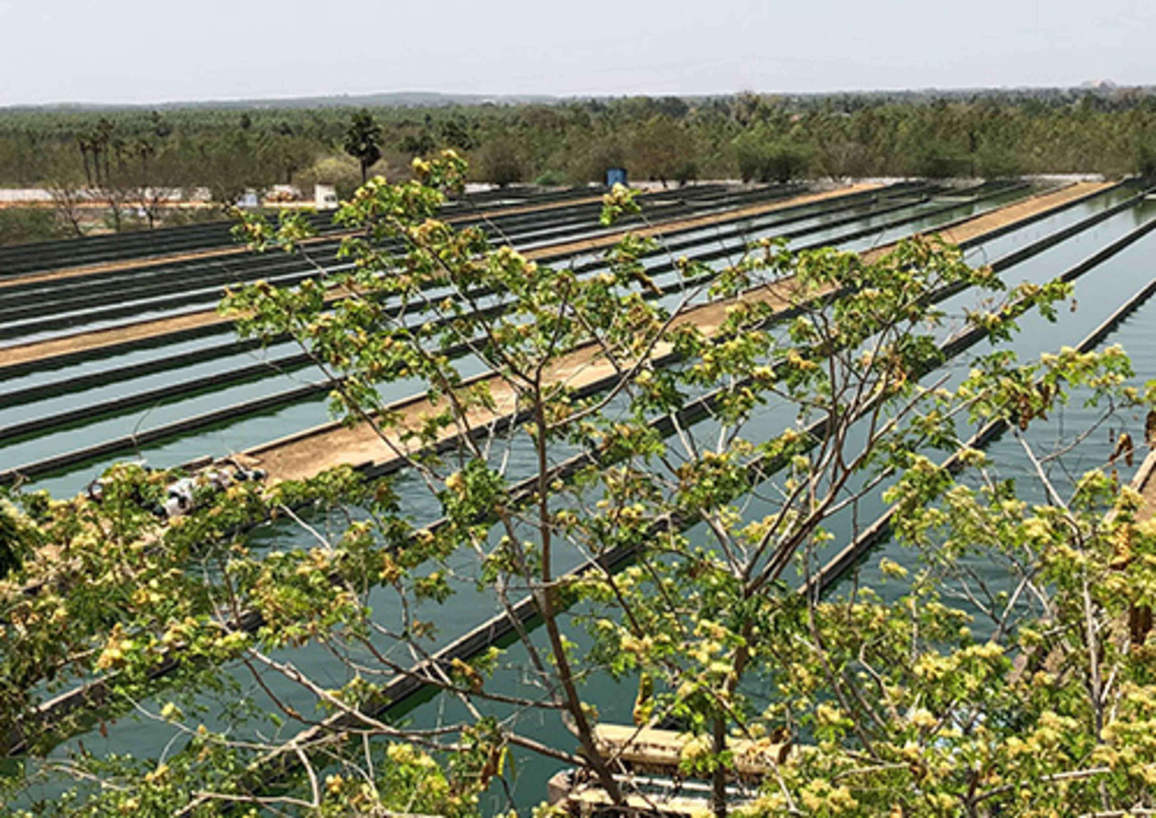 Spirulina thrives in high-alkaline water