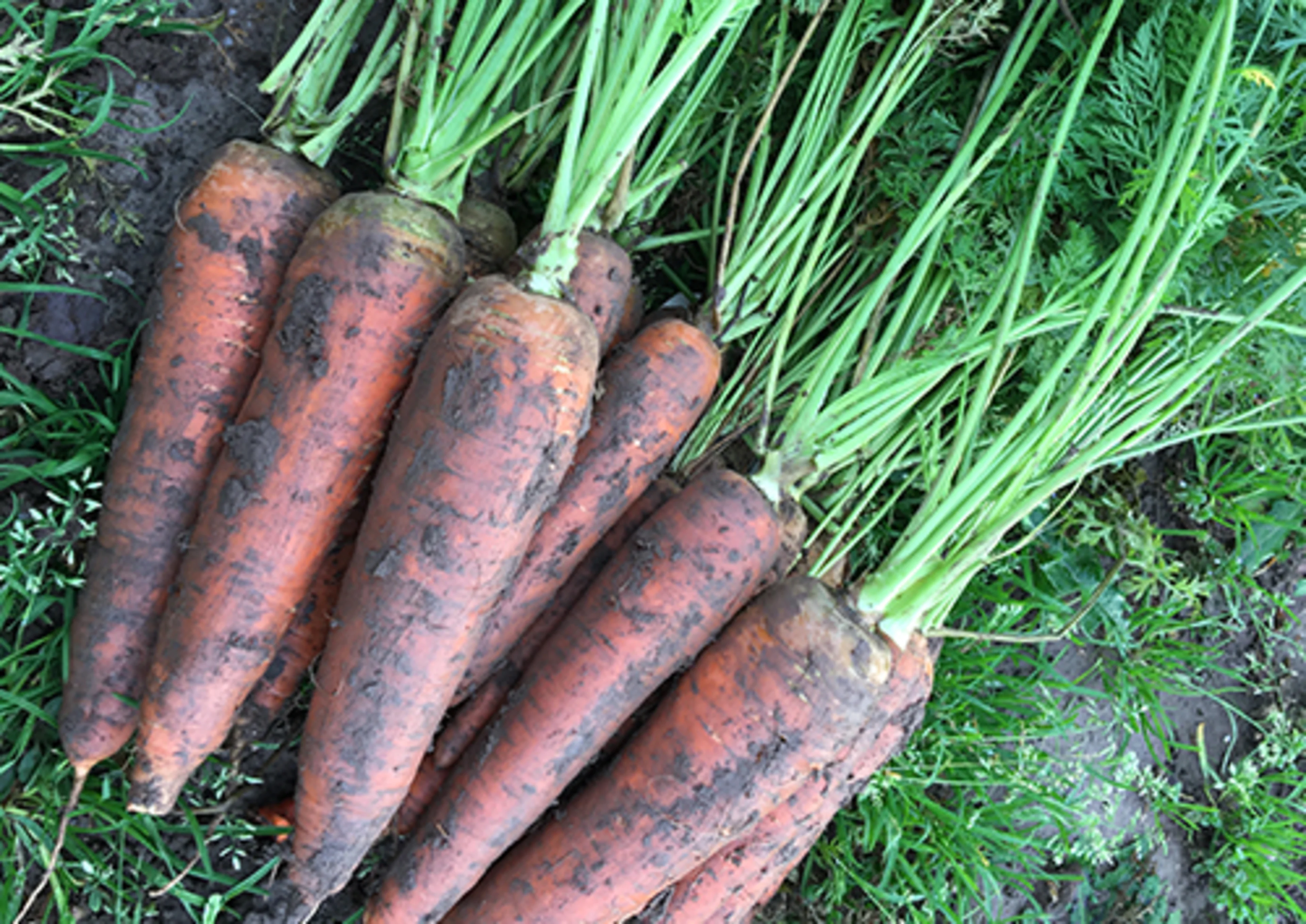 Orange carrots for natural food colors Orange carrots developed for natural food colors have more pigment than those normally eaten by consumers.