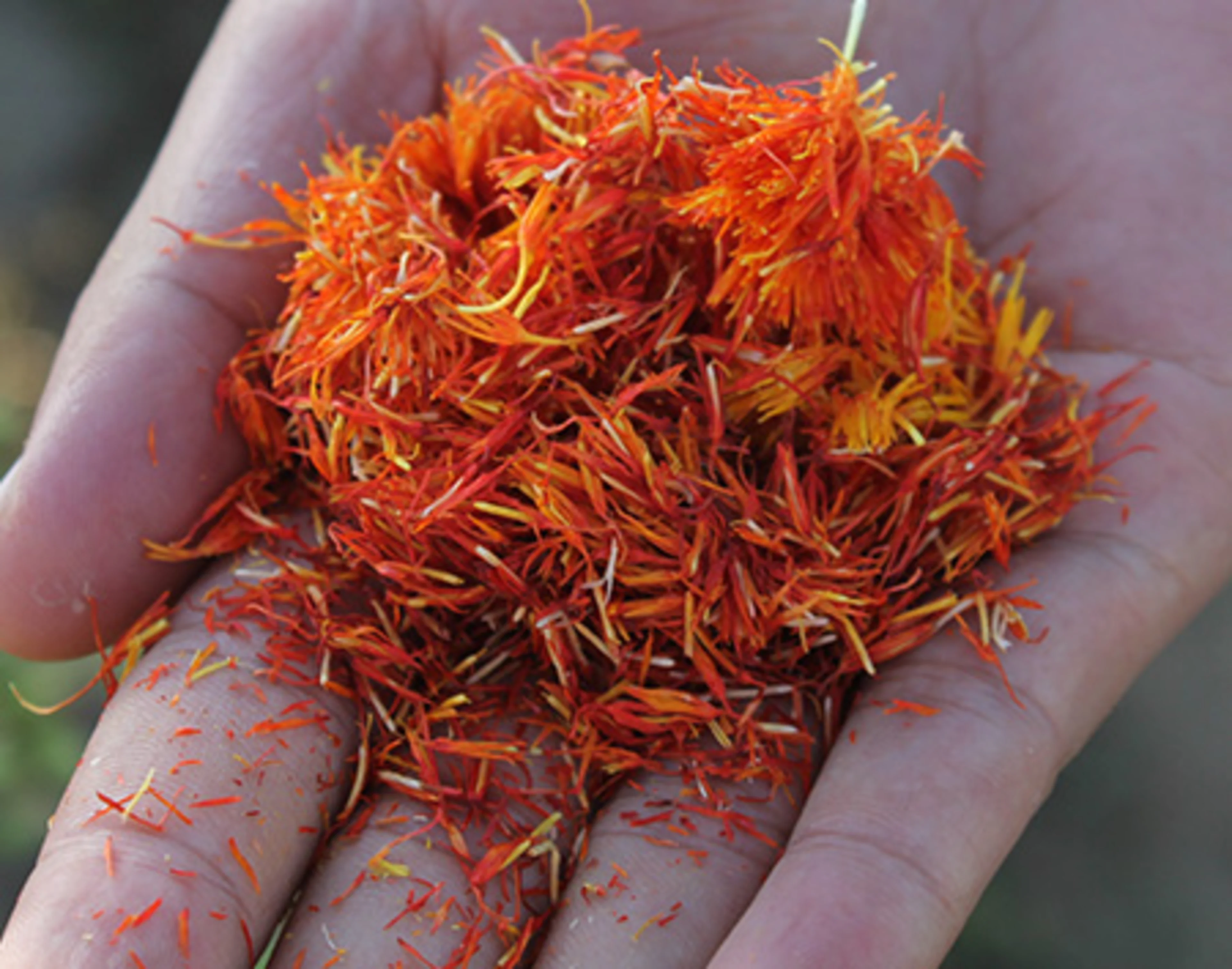 Fresh safflower petals, used to produce natural food colors