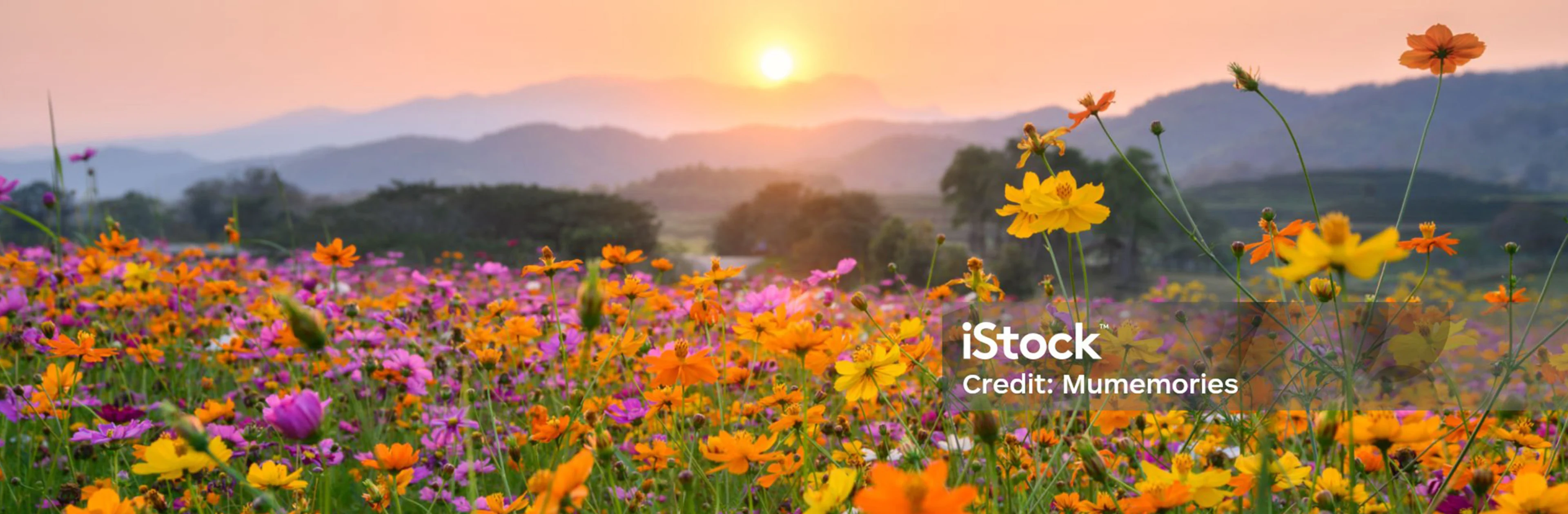 Oterra - a rainbow of natural colors