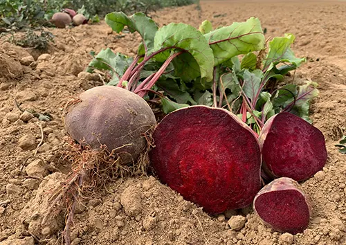 Red beets for natural food colors