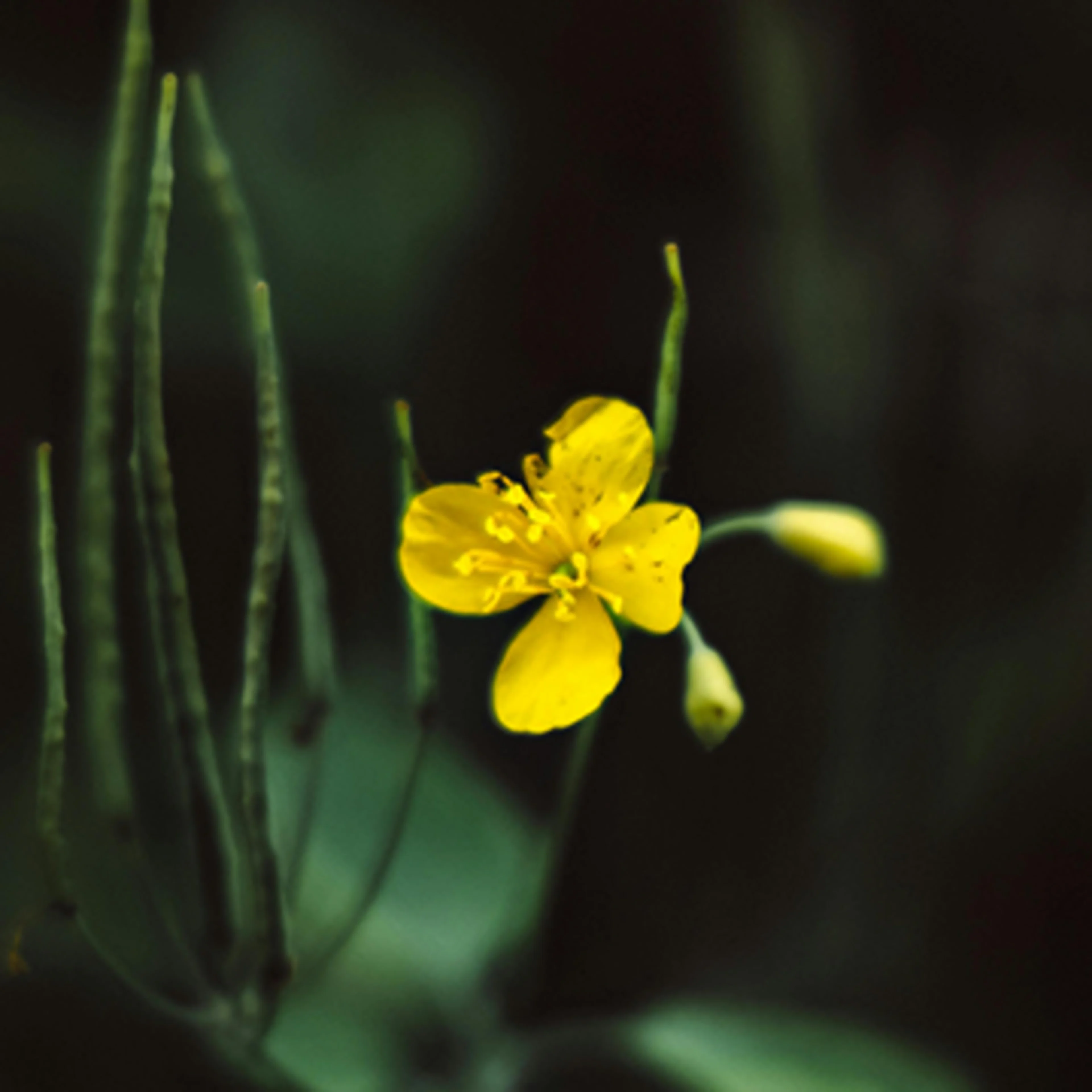 Yellow buttercup A buttercup is intense yellow both because of the yellow pigment in its petals and the way light reflects from the petal's surface structure